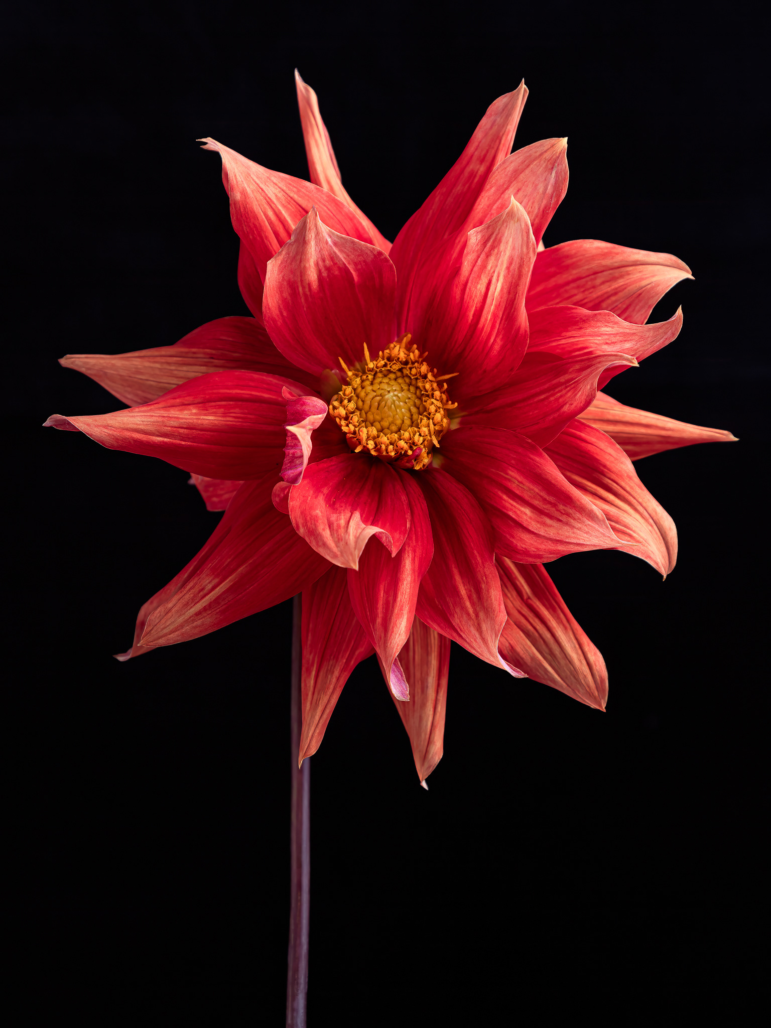Dahlia