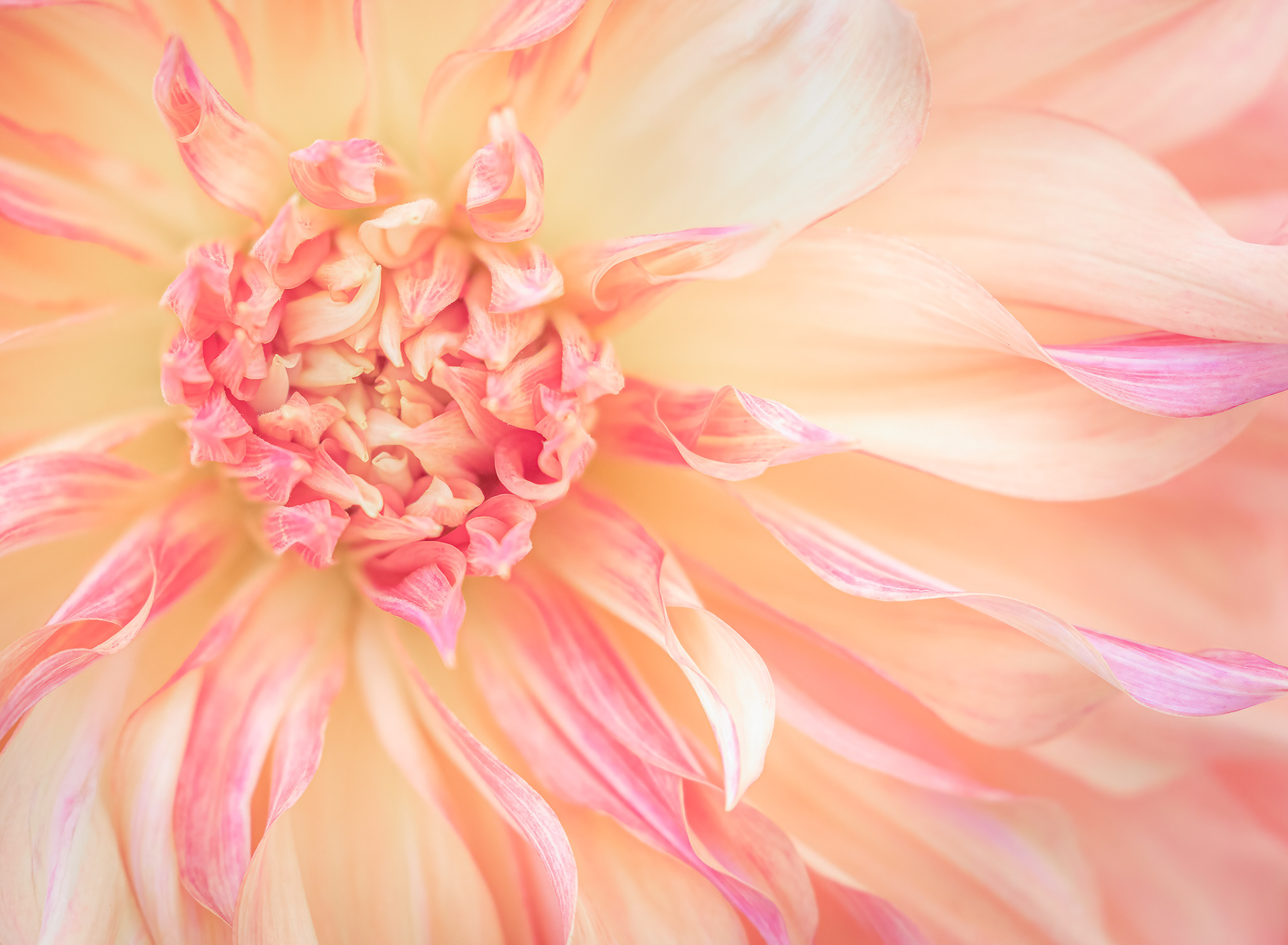 Dahlia
