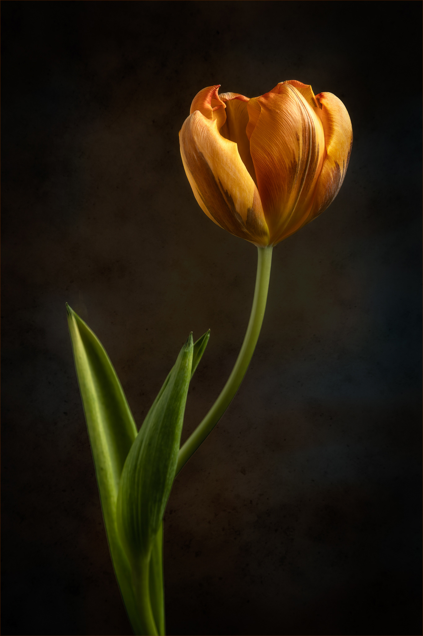 Tulip