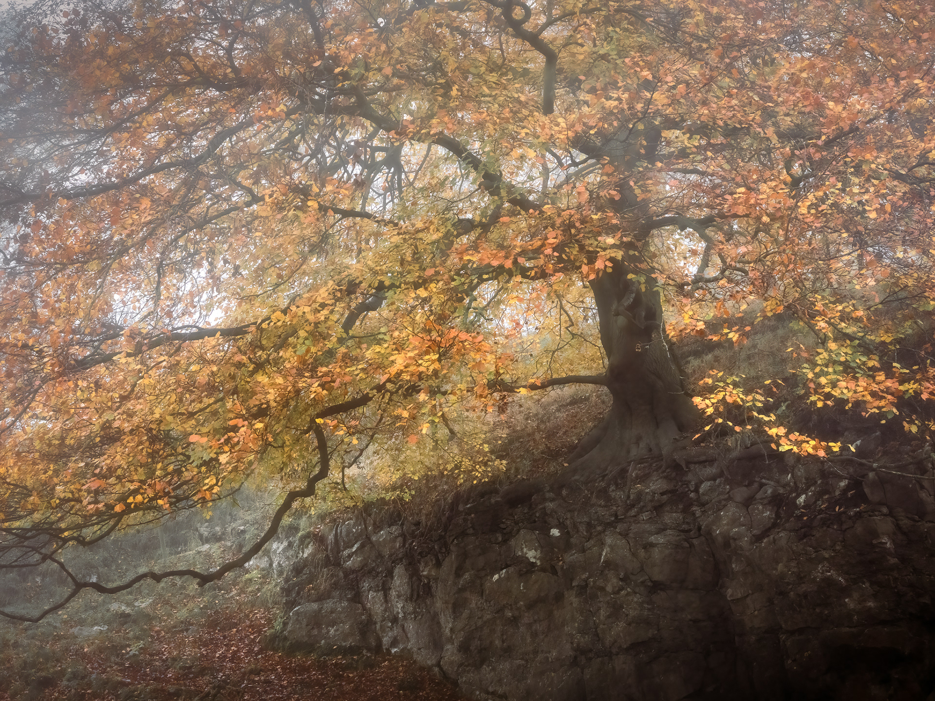Peak District Beech tree