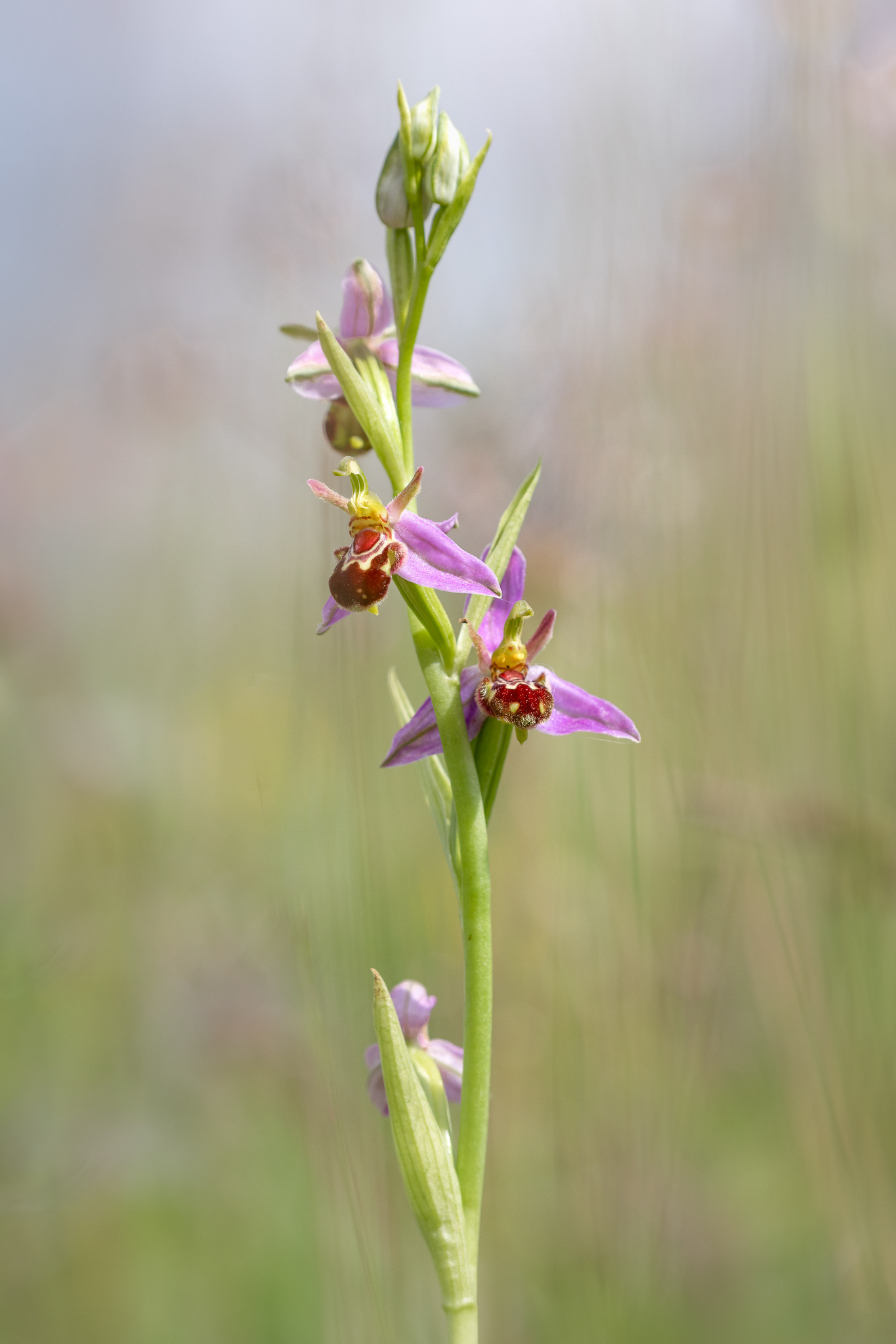 Bee Orchid