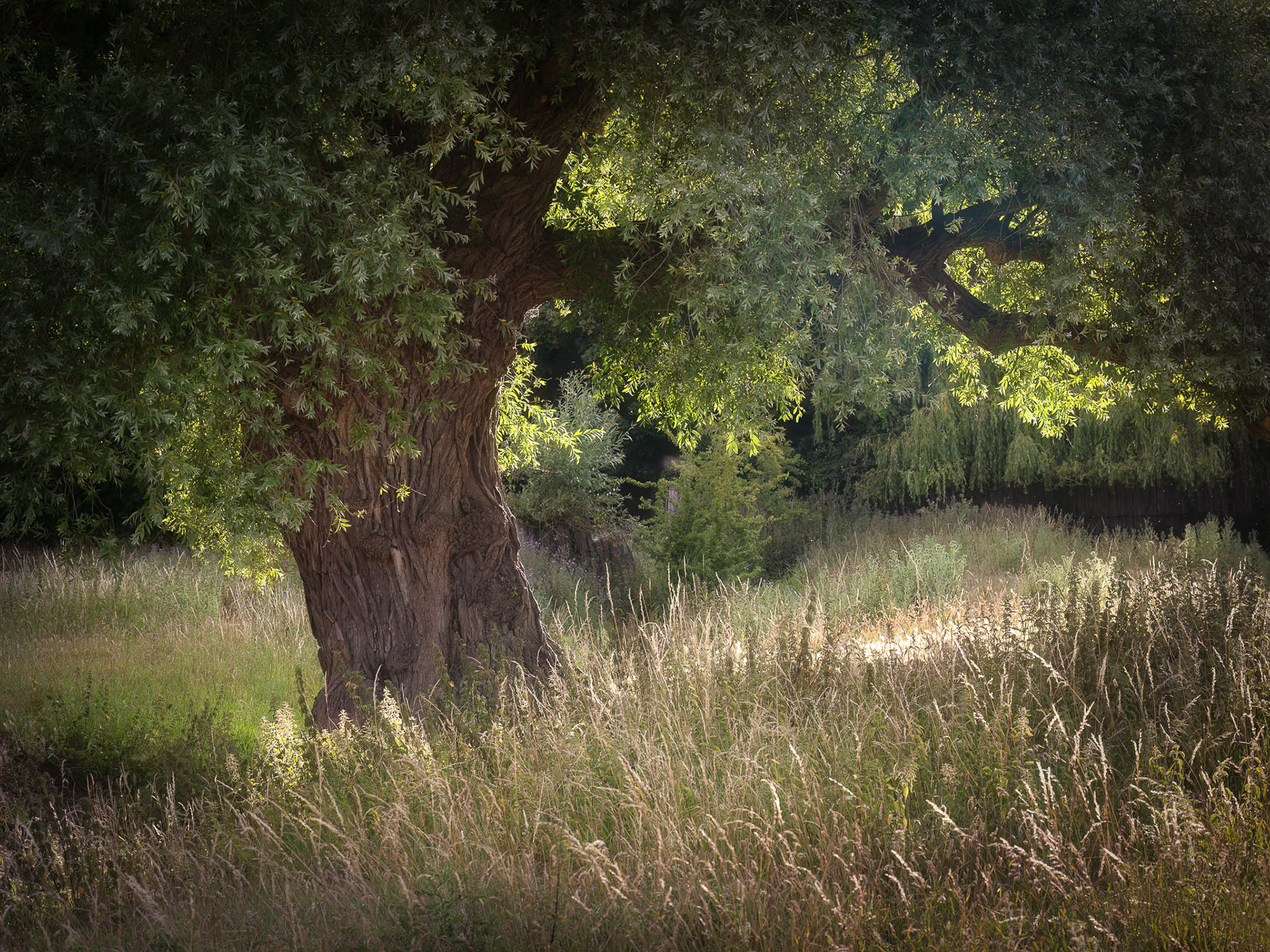 Grantchester Meadows
