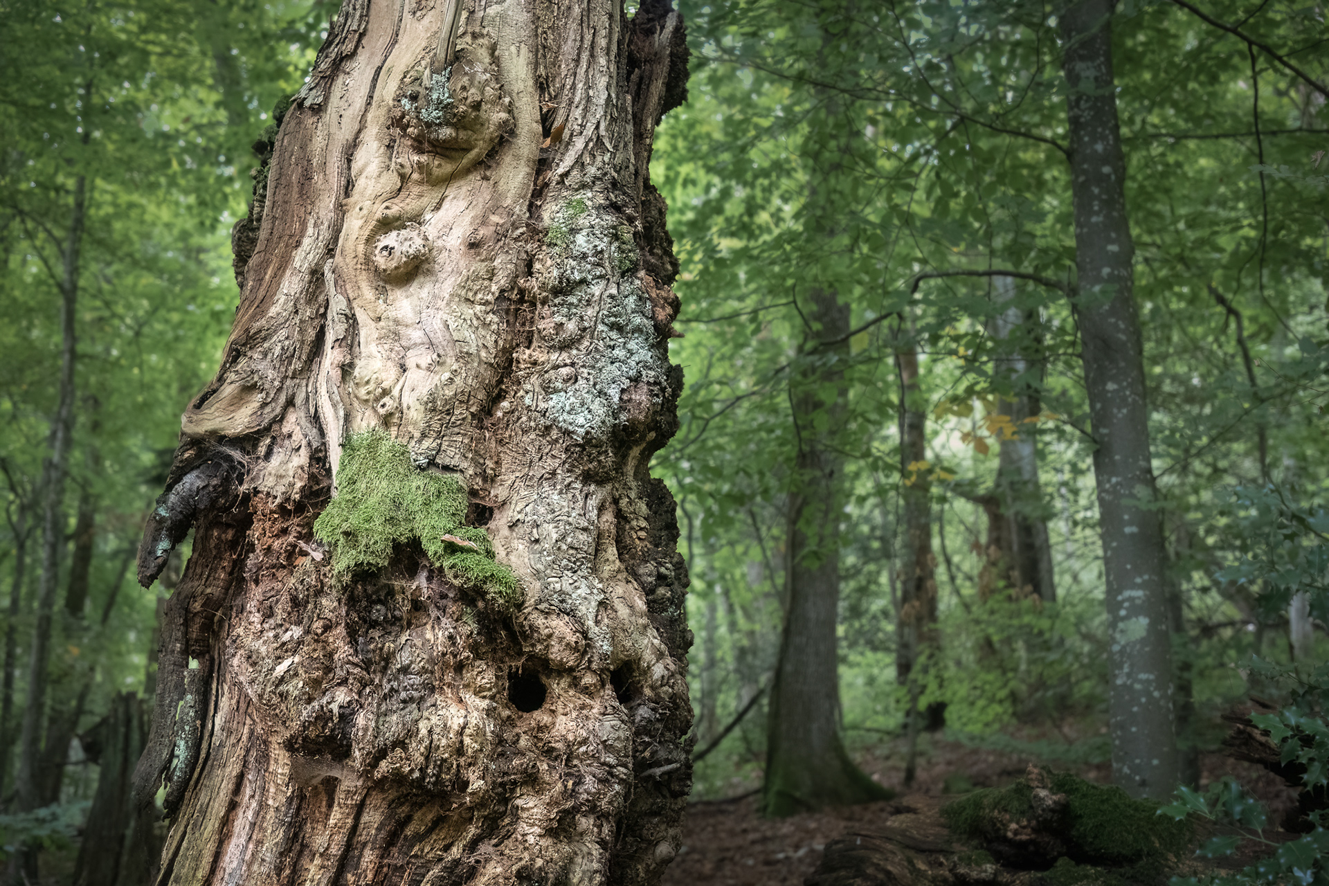 Bacon de Léman, Jura