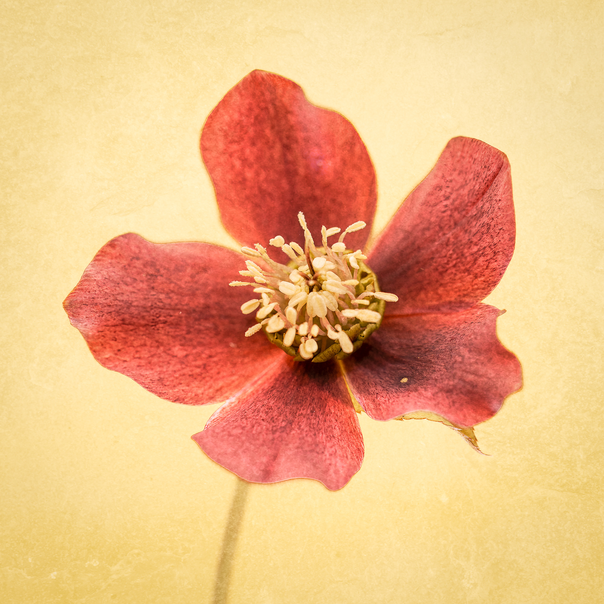 Hellebore