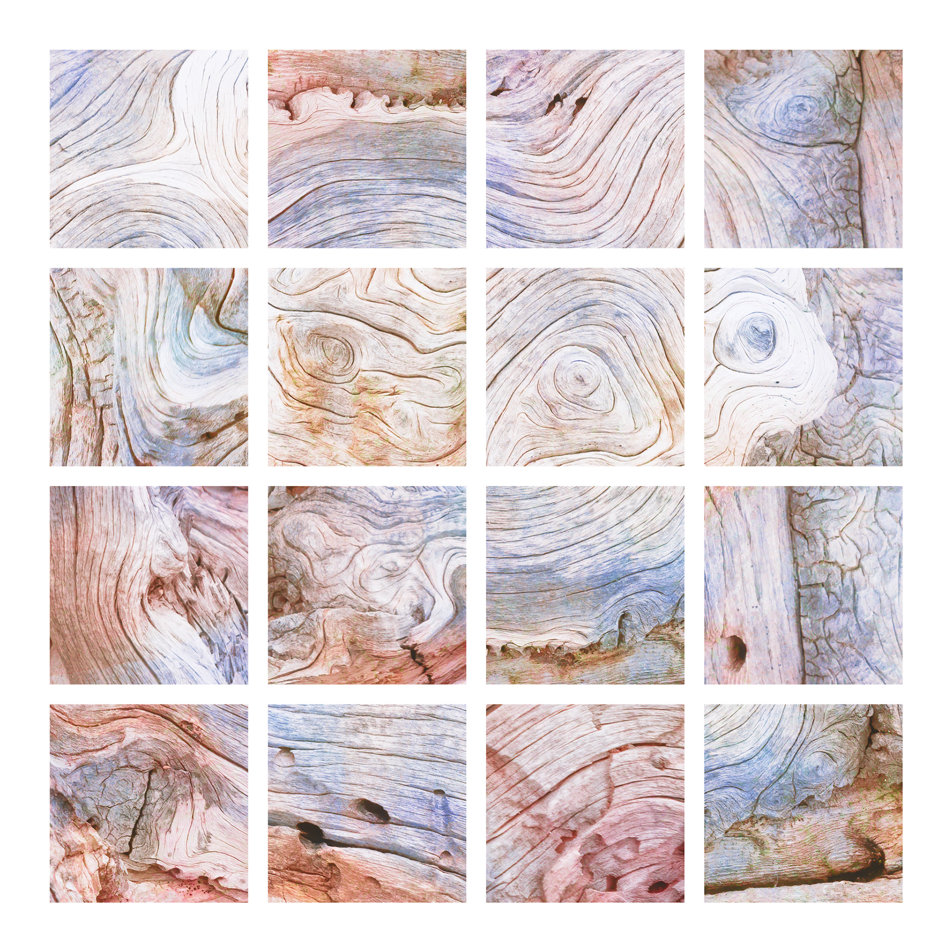 Bristlecone