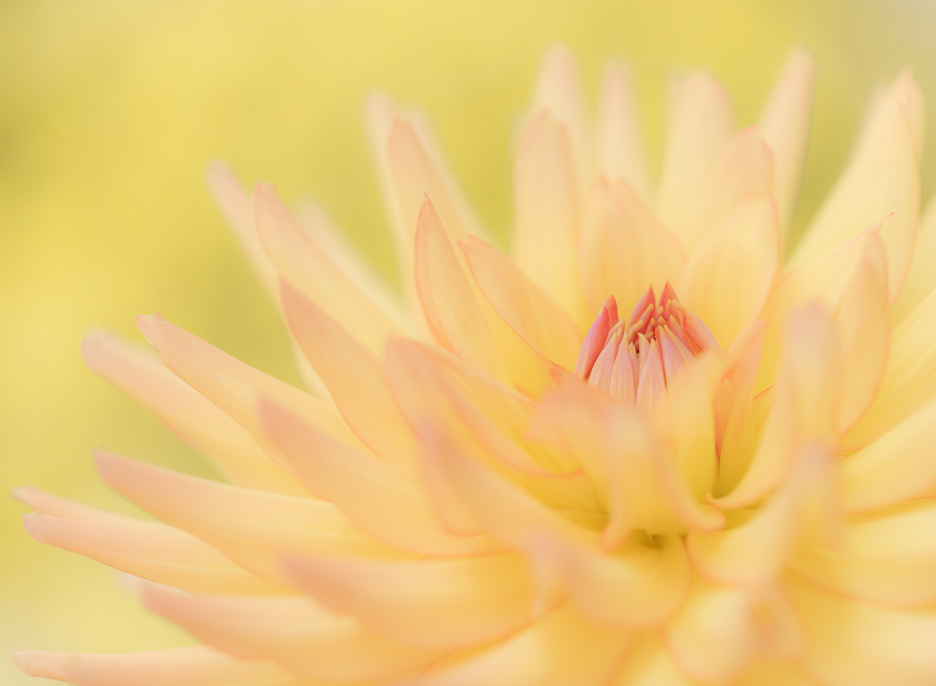 Dahlia