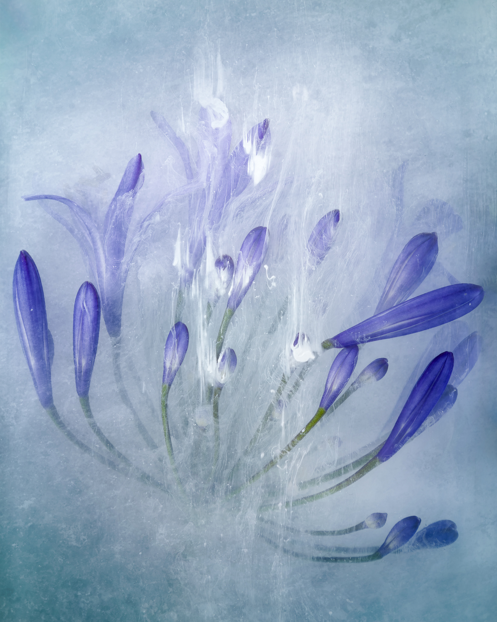 Agapanthus