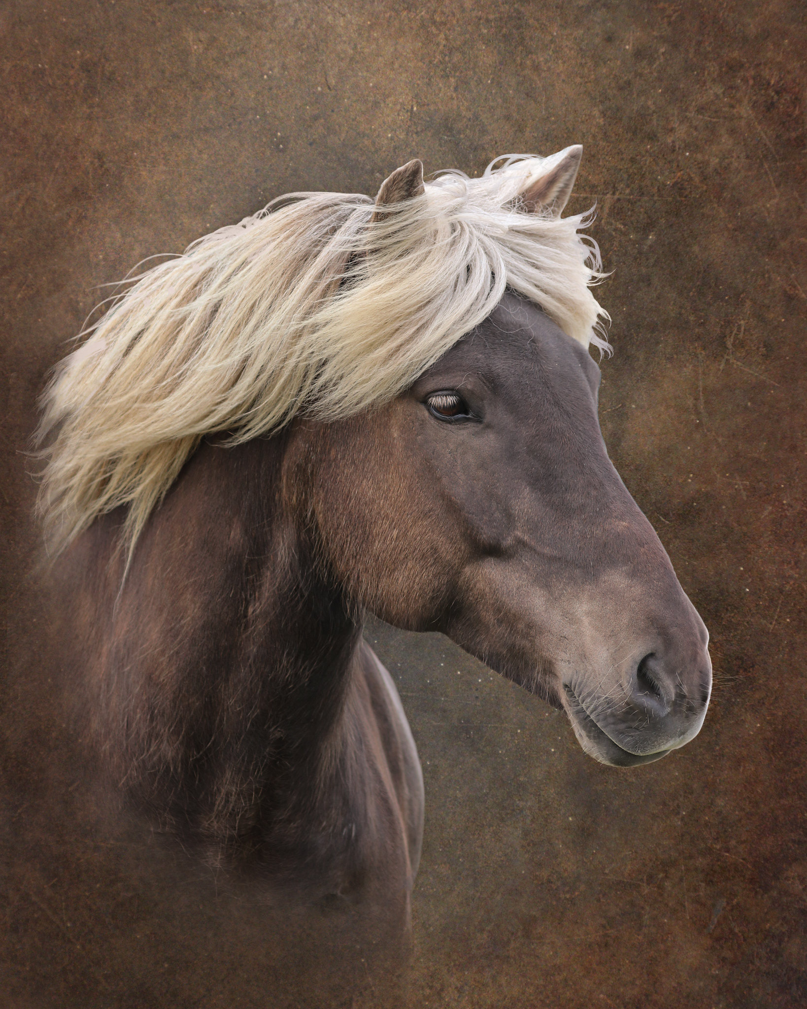 Icelandic horse