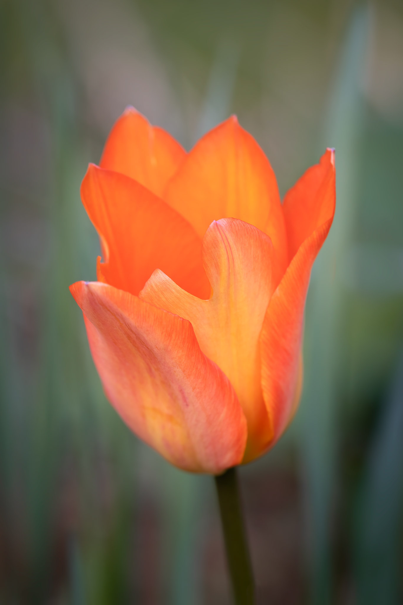 Tulip