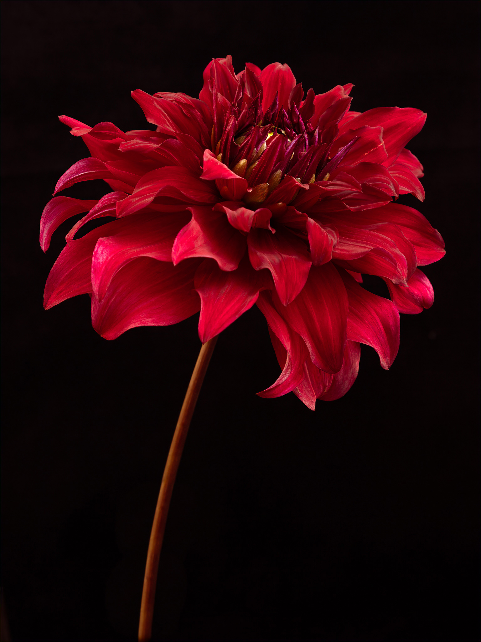 Dahlia