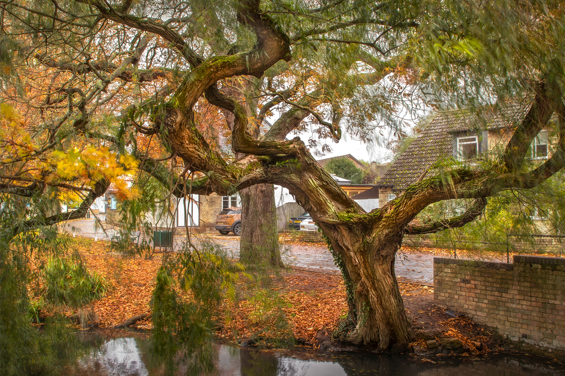 Old Man Willow, Histon