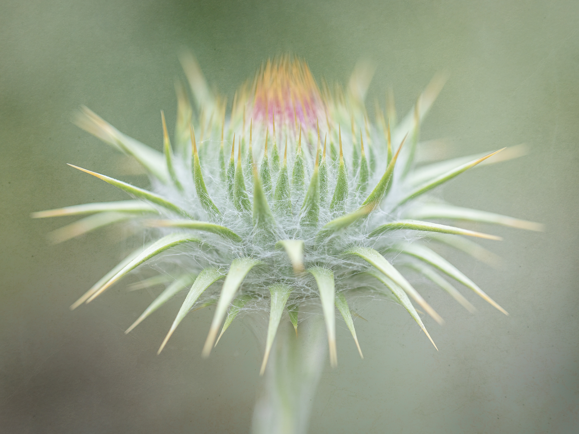 Thistle