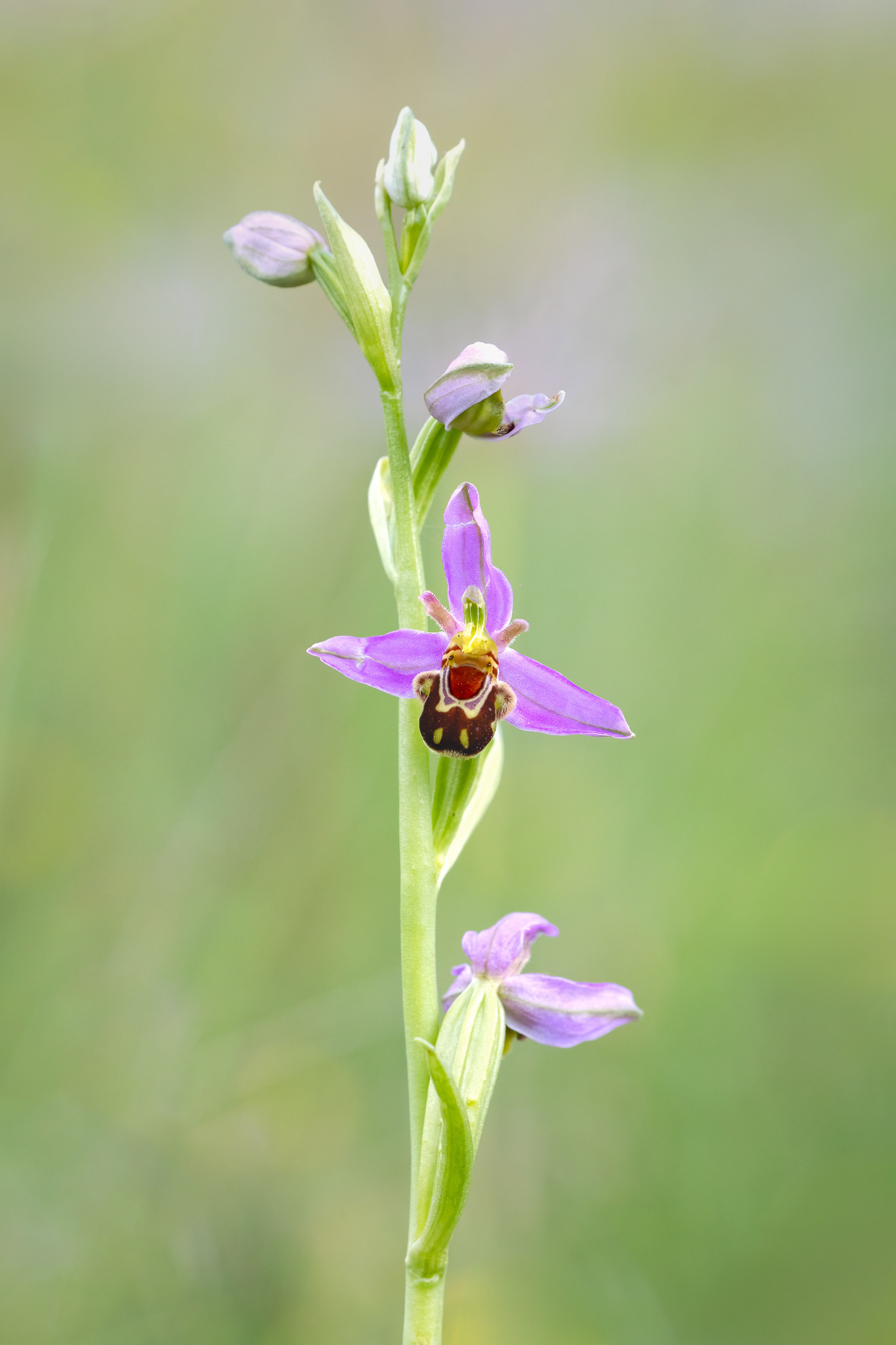 Bee Orchid