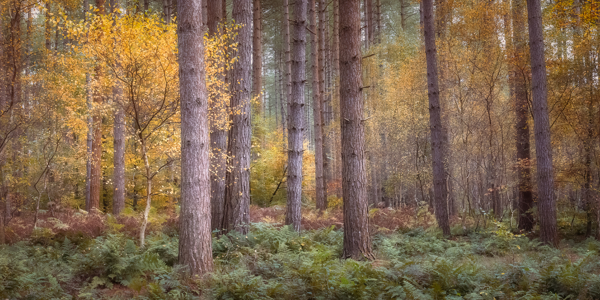 Thetford Forest