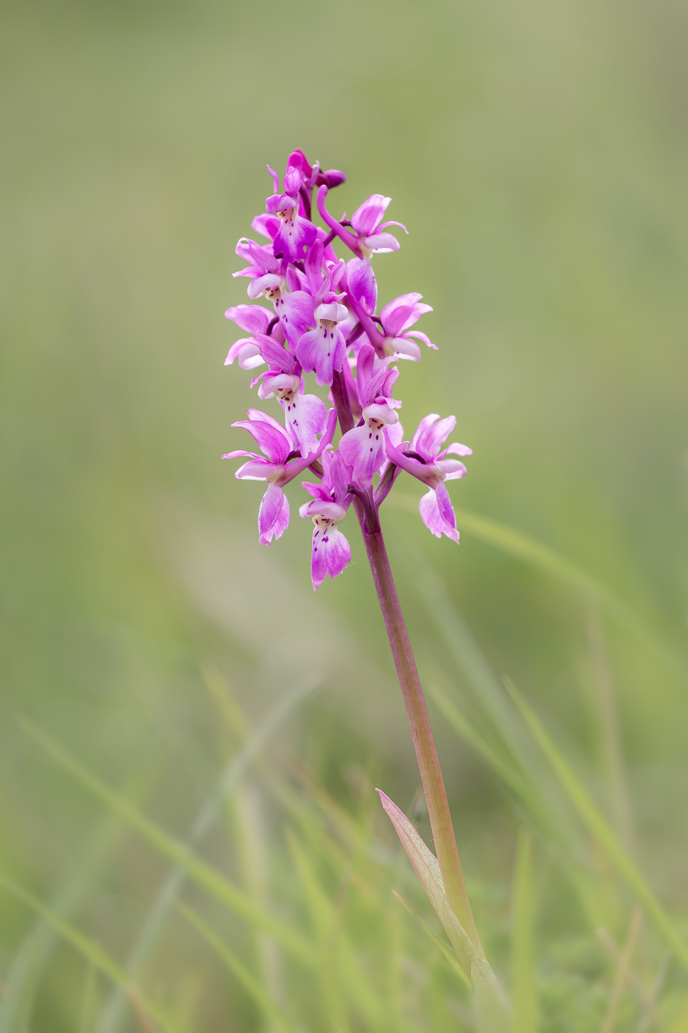 Early Purple Orchid