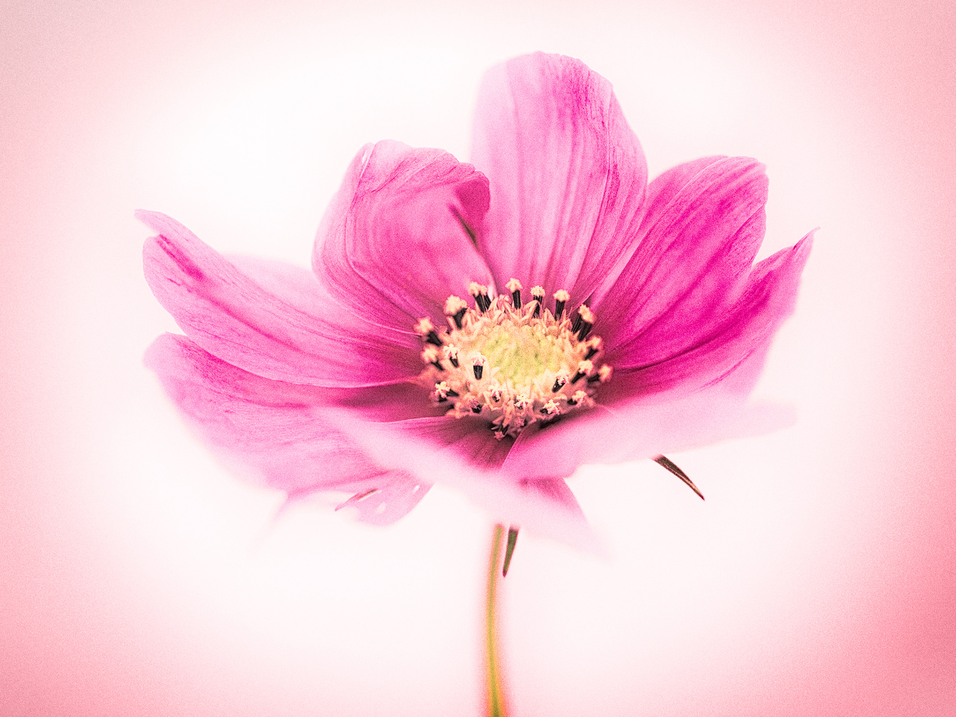 Cosmos