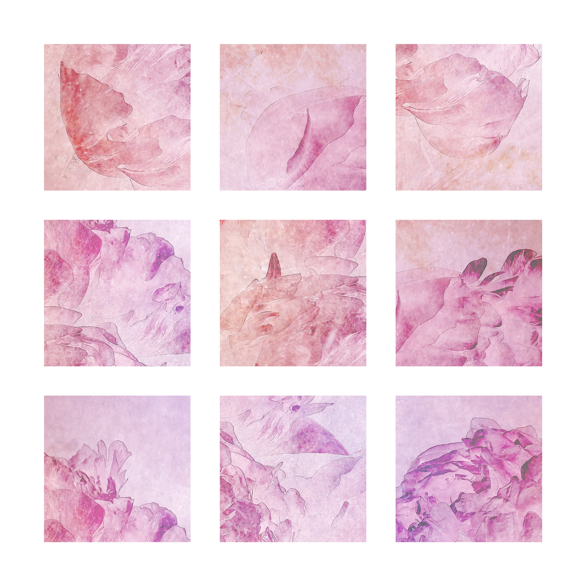 Paeony
