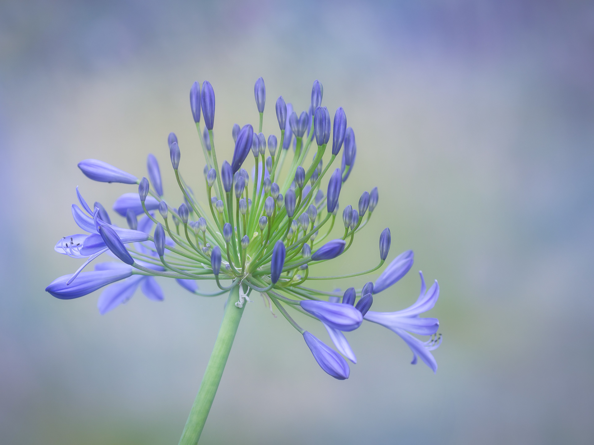 Agapanthus