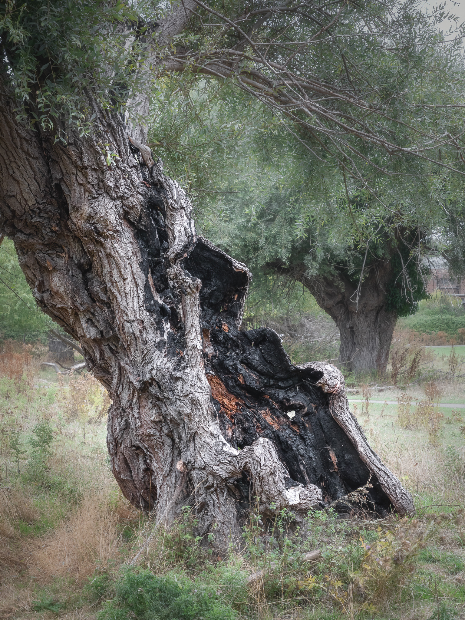 Willow Tree, Coe Fen, Cambridge