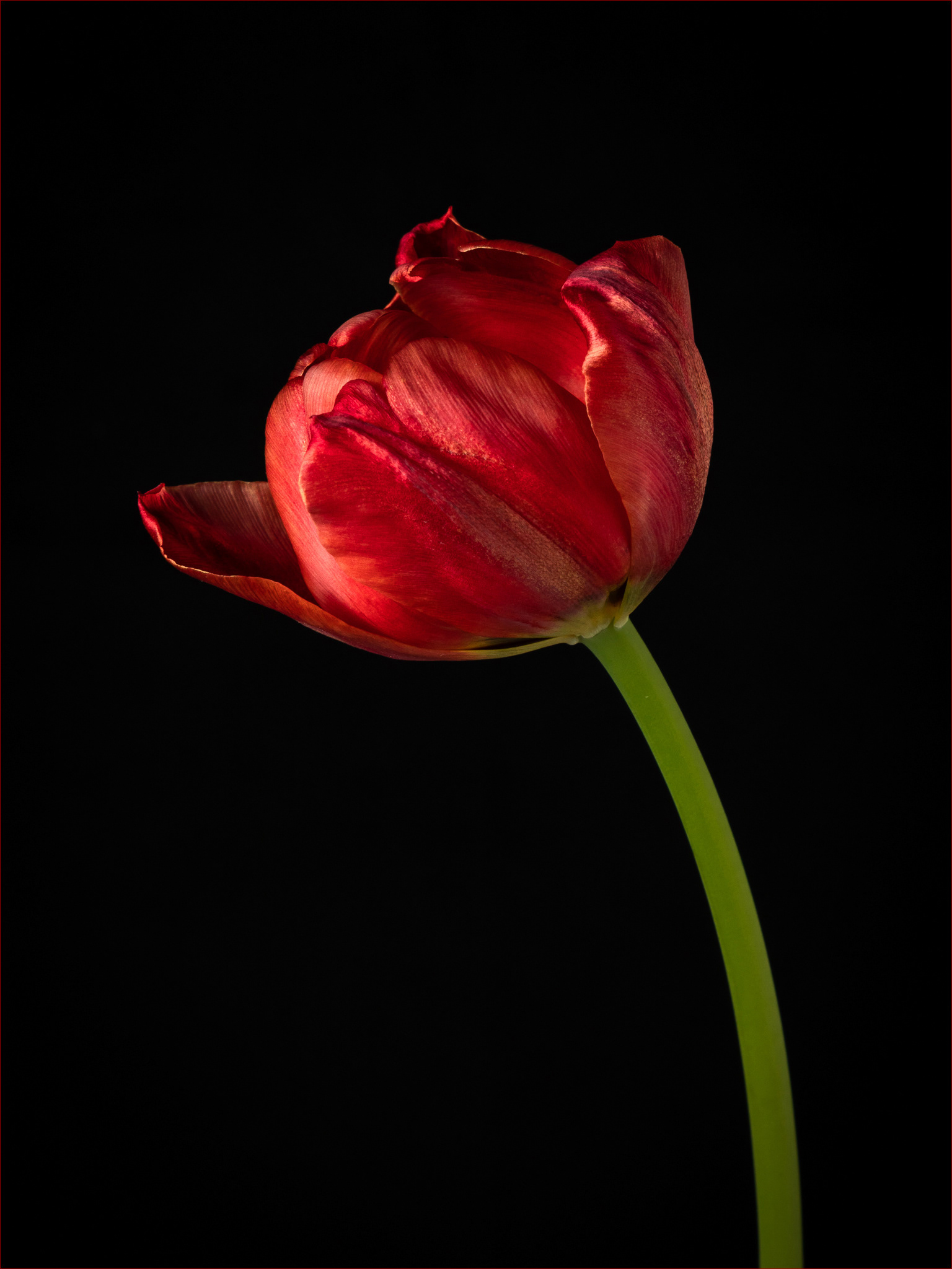 Tulip