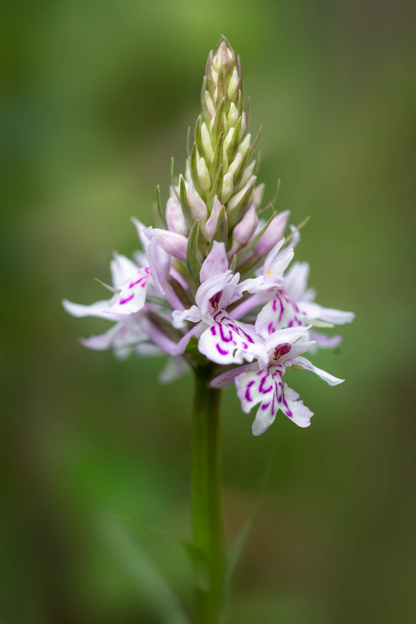 Common Spotted Orchid