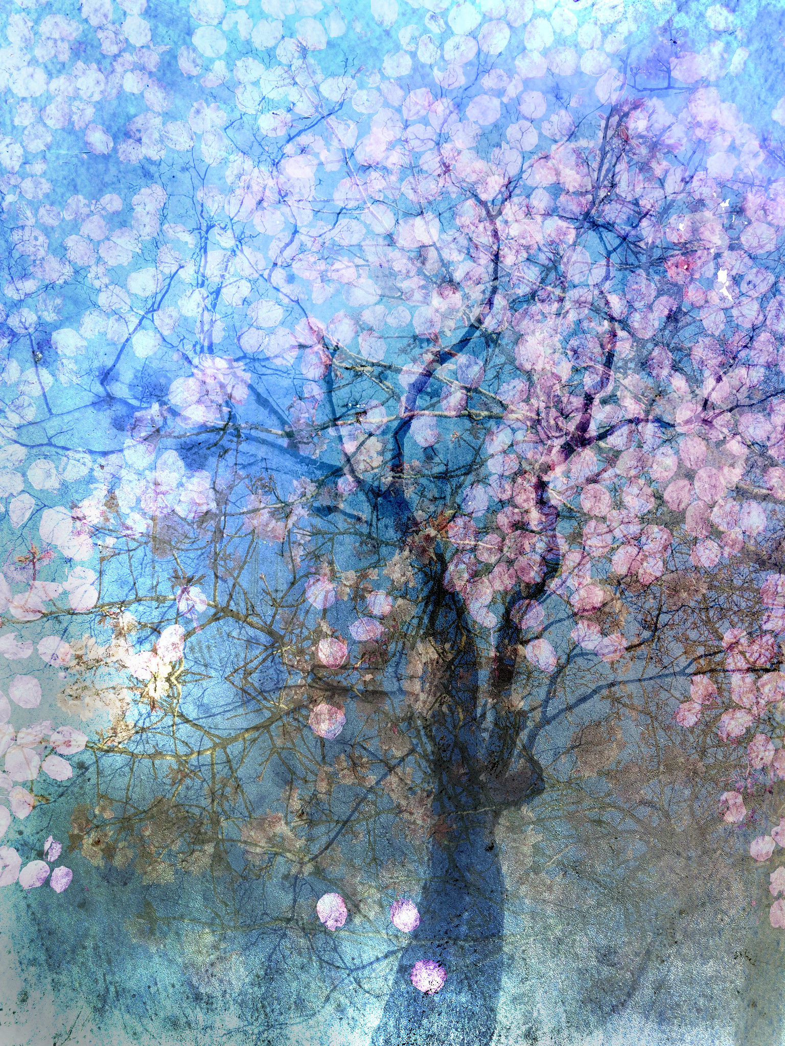 Cherry blossom time