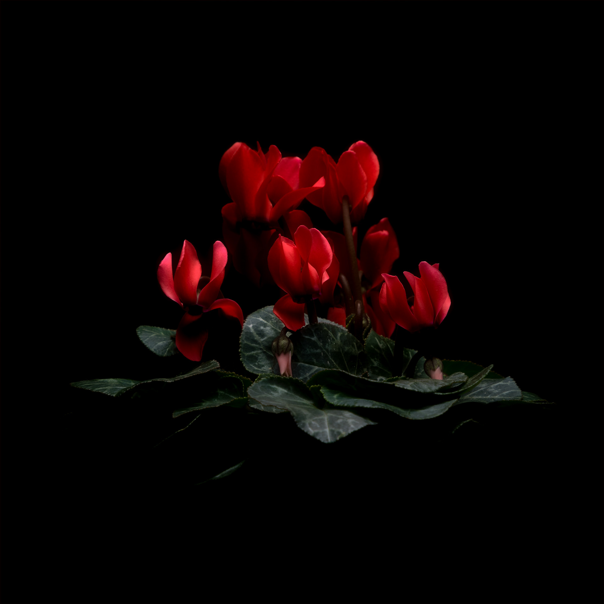 Cyclamen