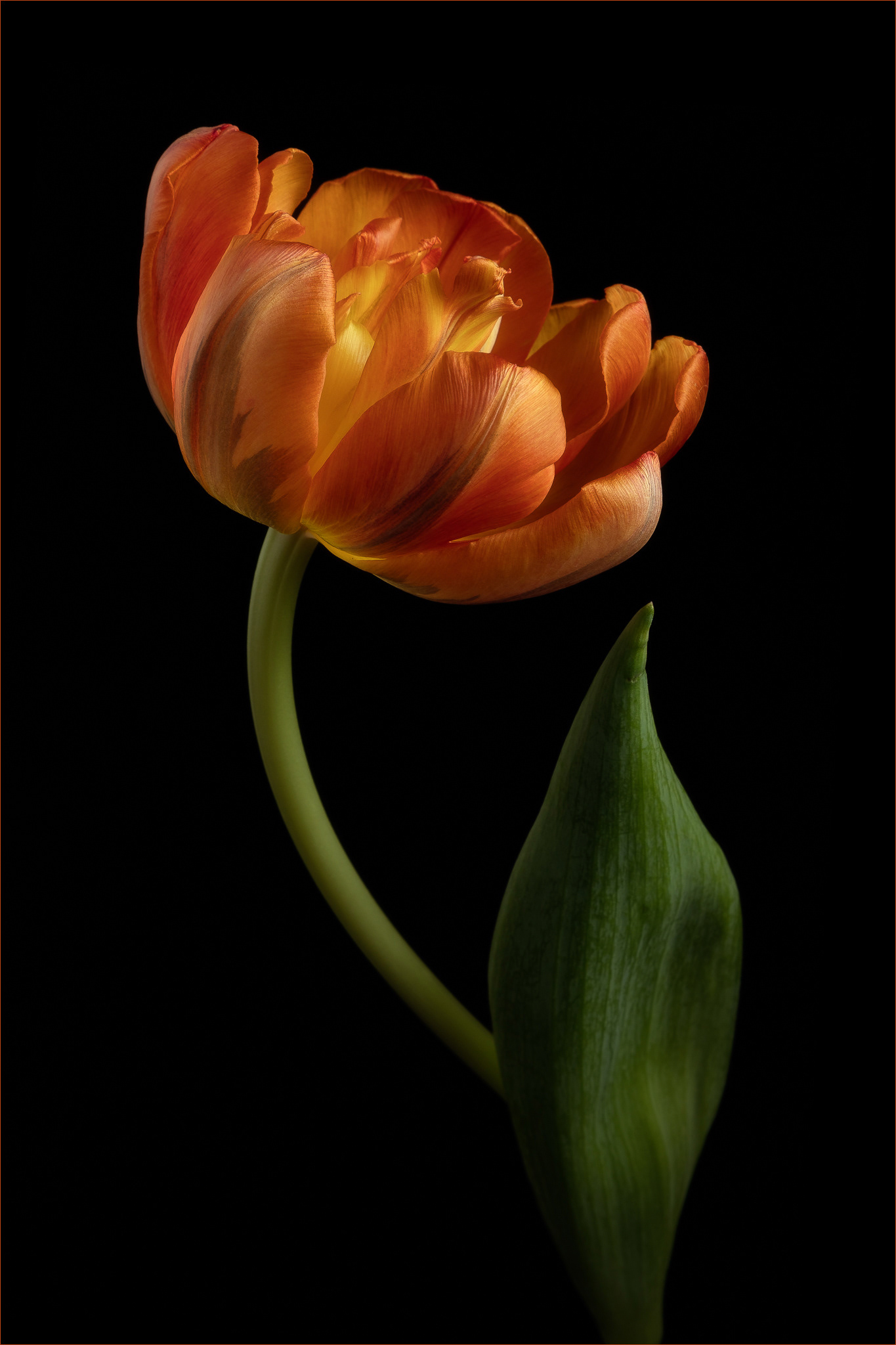 Tulip