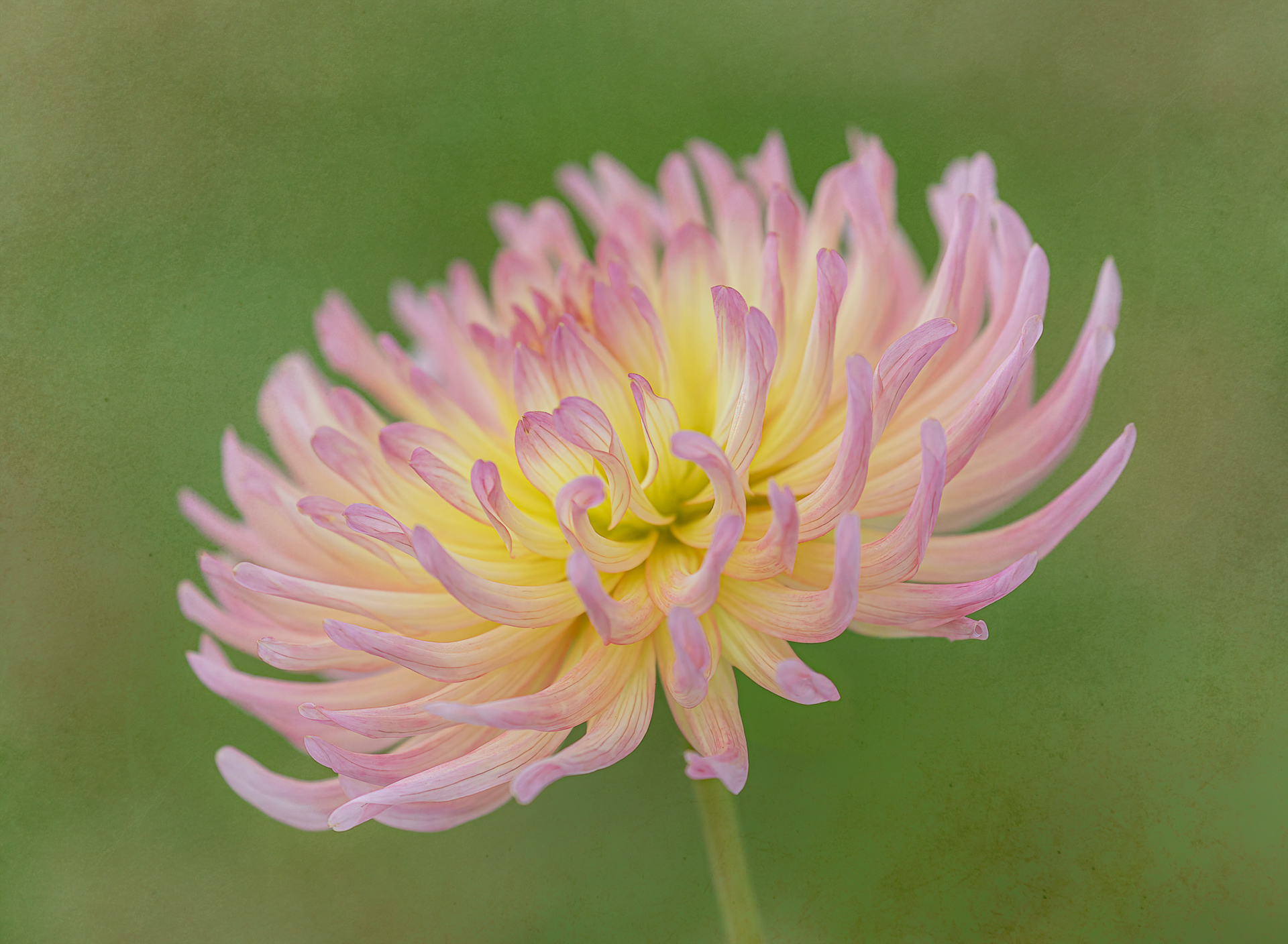 Dahlia