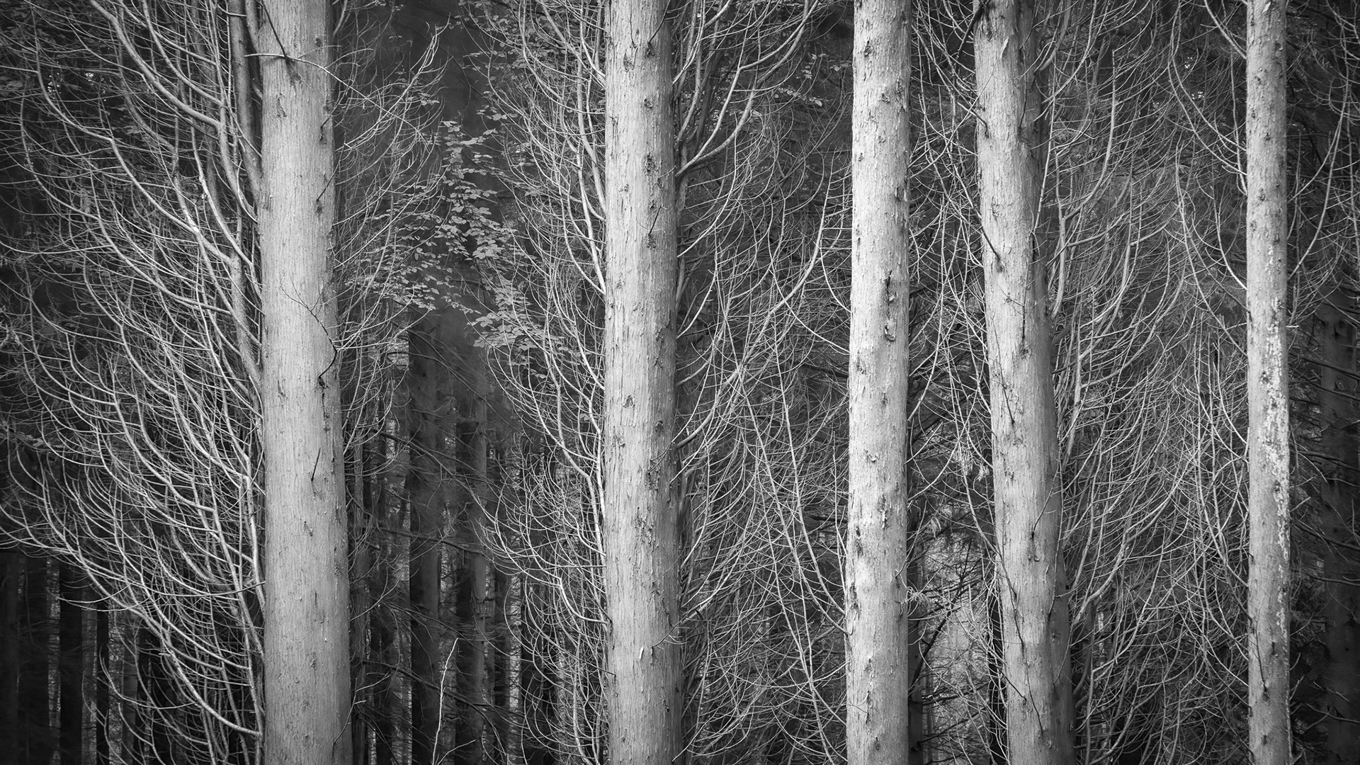 Thetford Forest