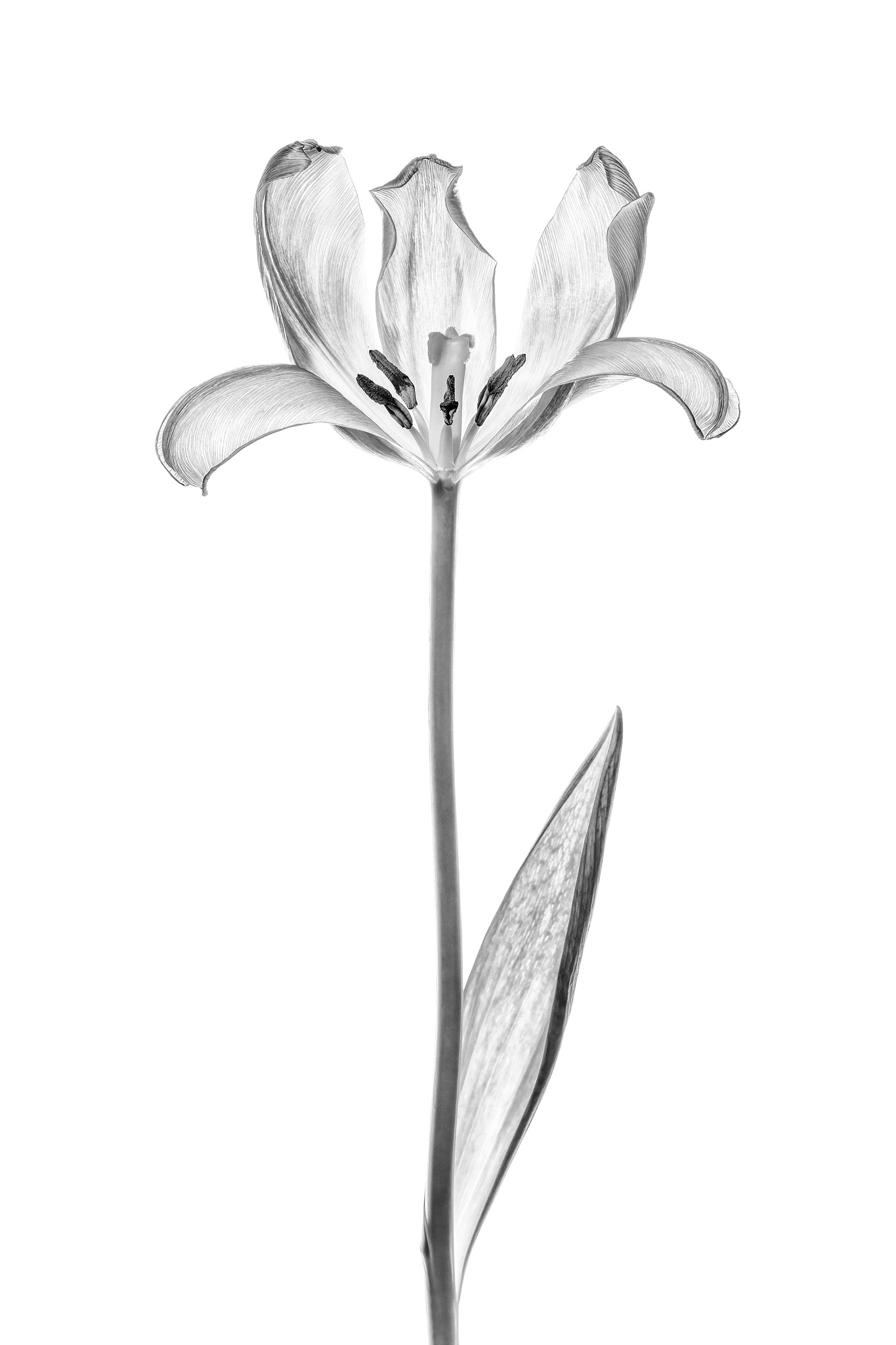 Tulip