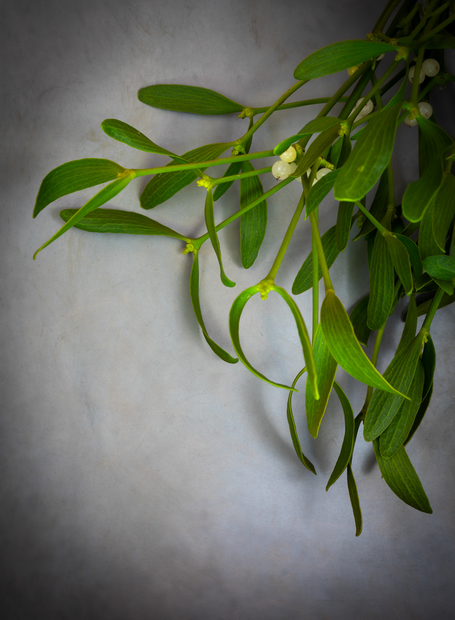 Mistletoe