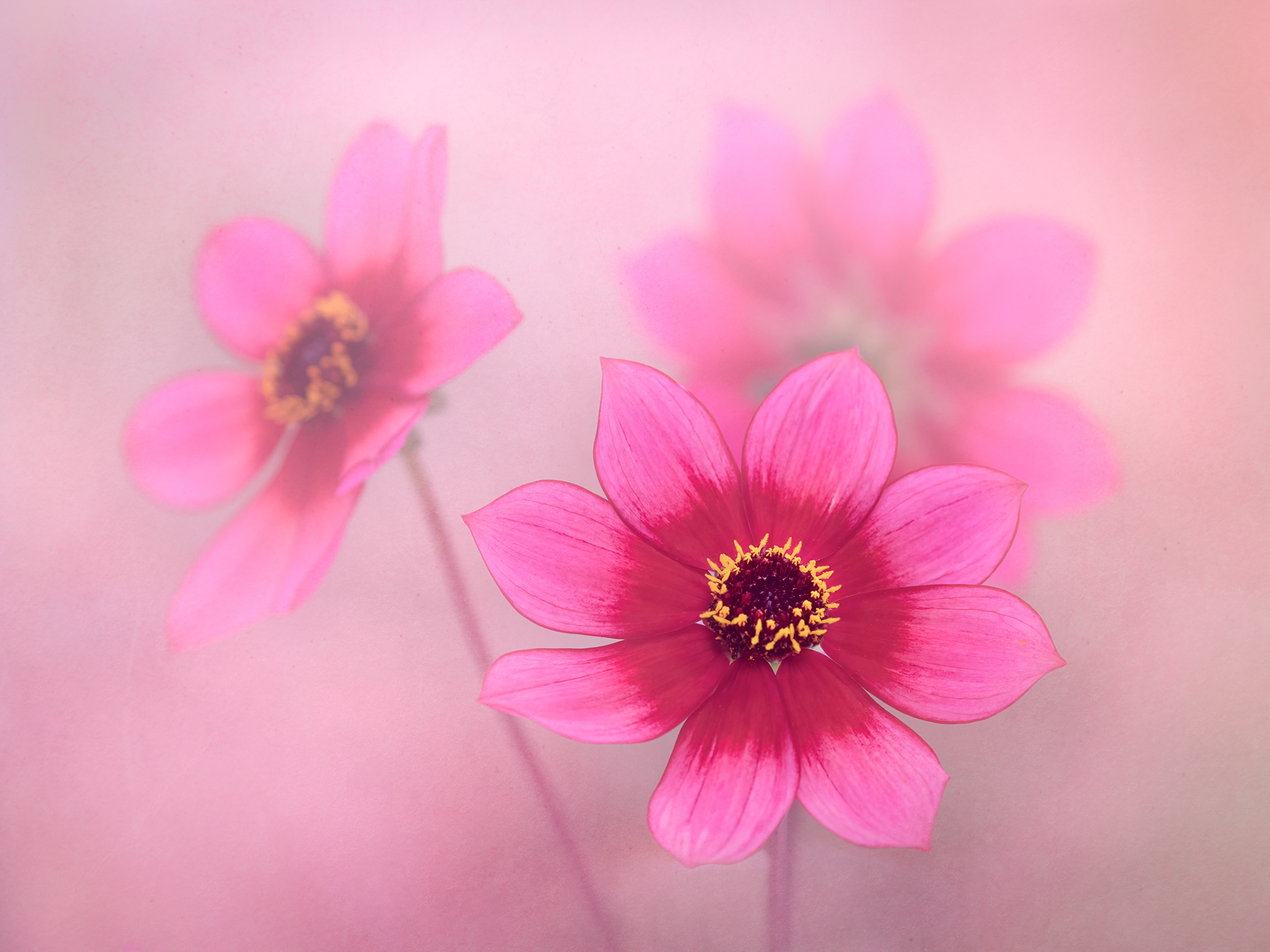 Dahlias