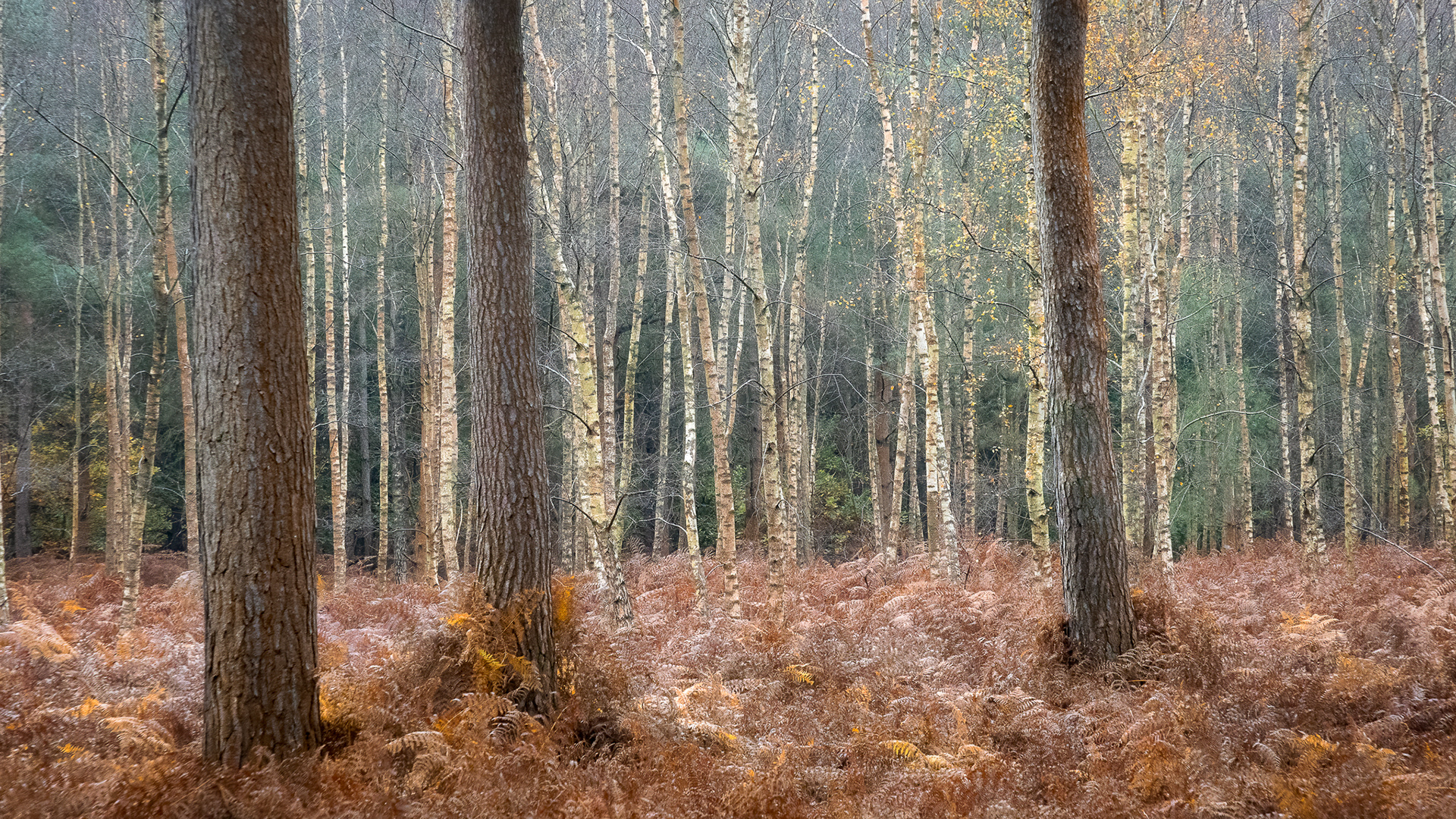 Thetford Forest