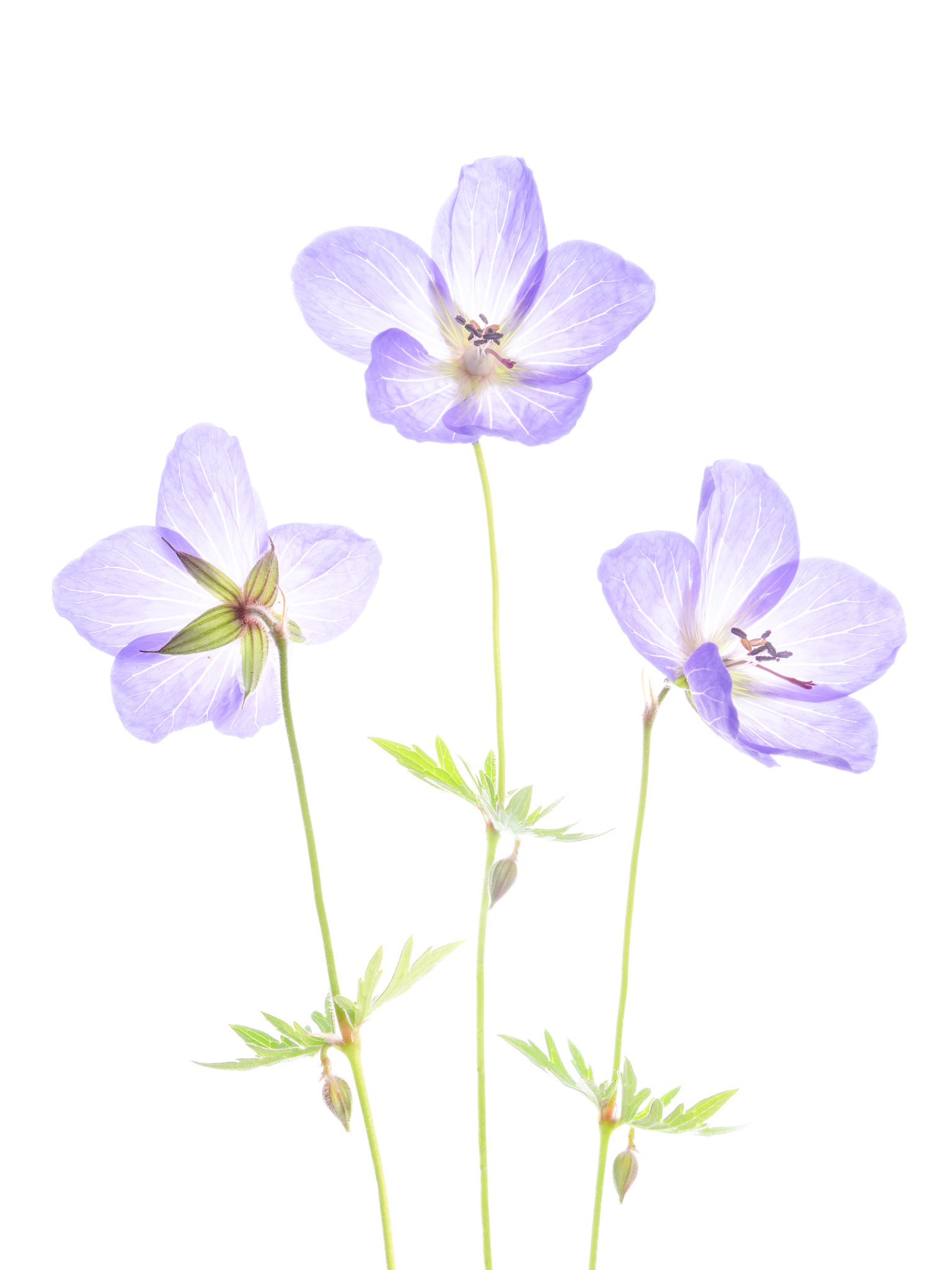 Geranium