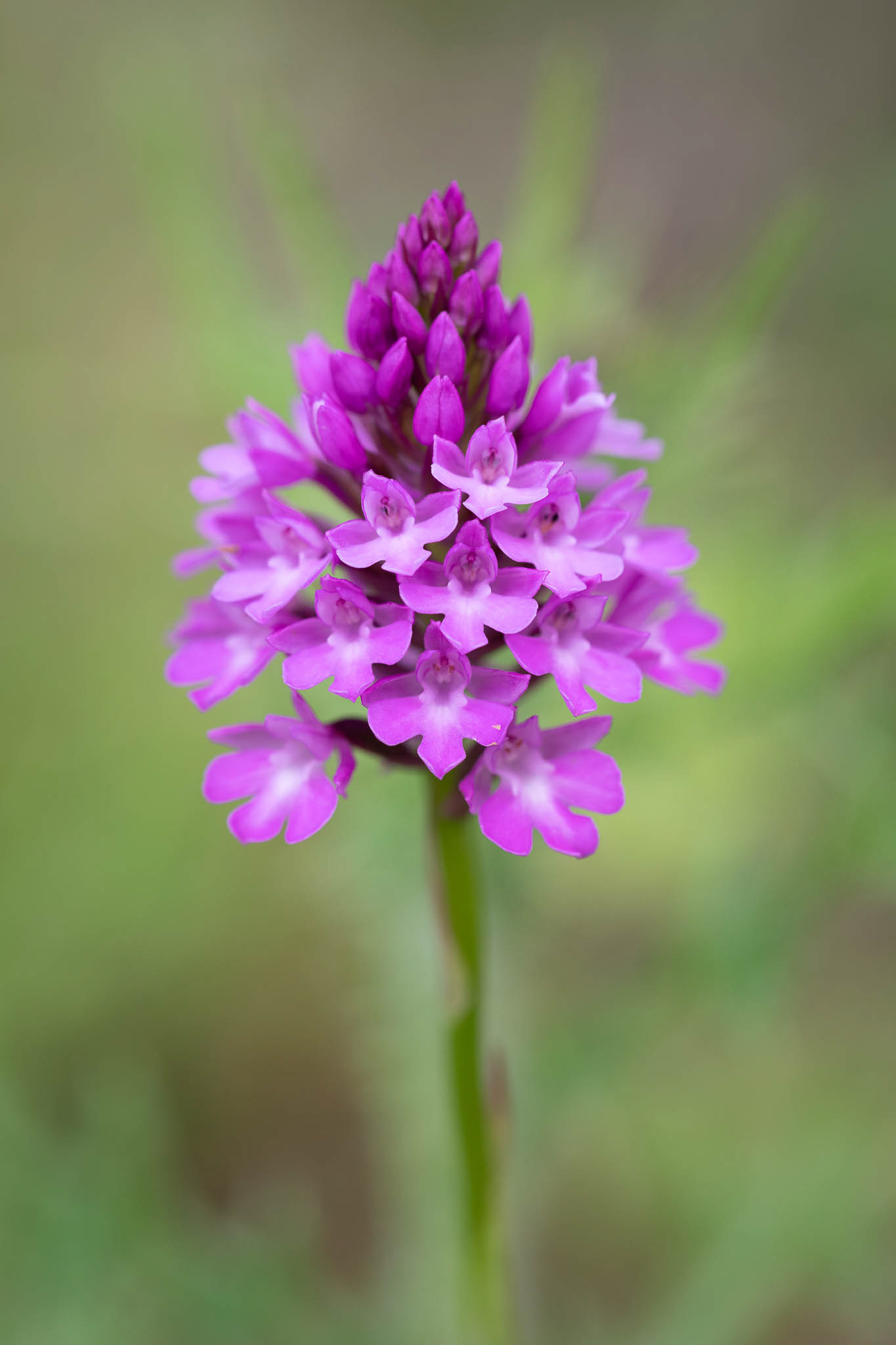 Pyramidal Orchid