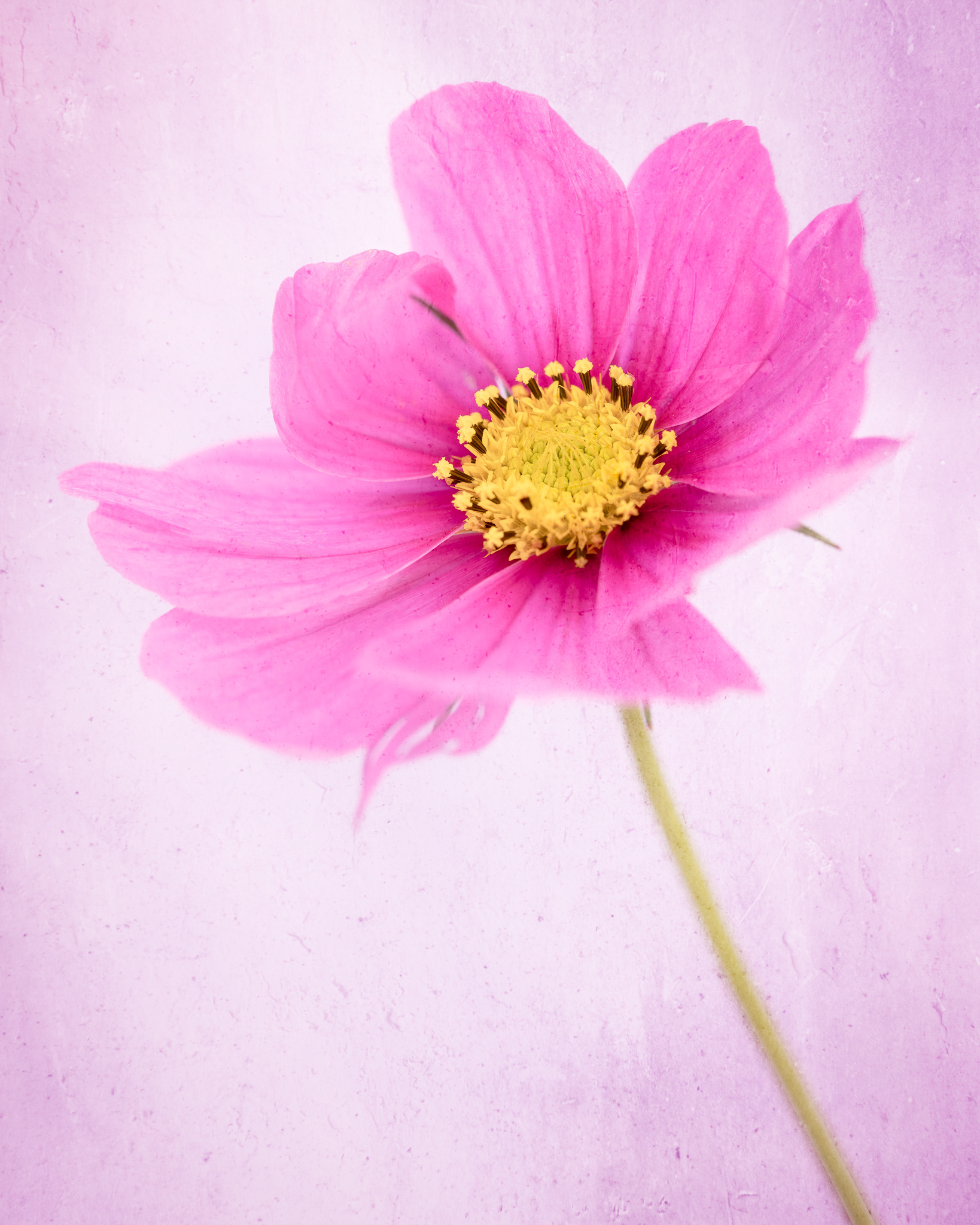 Cosmos