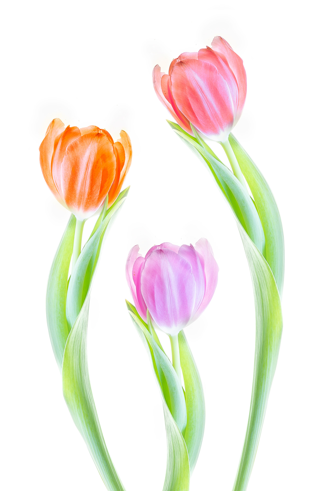 Tulips