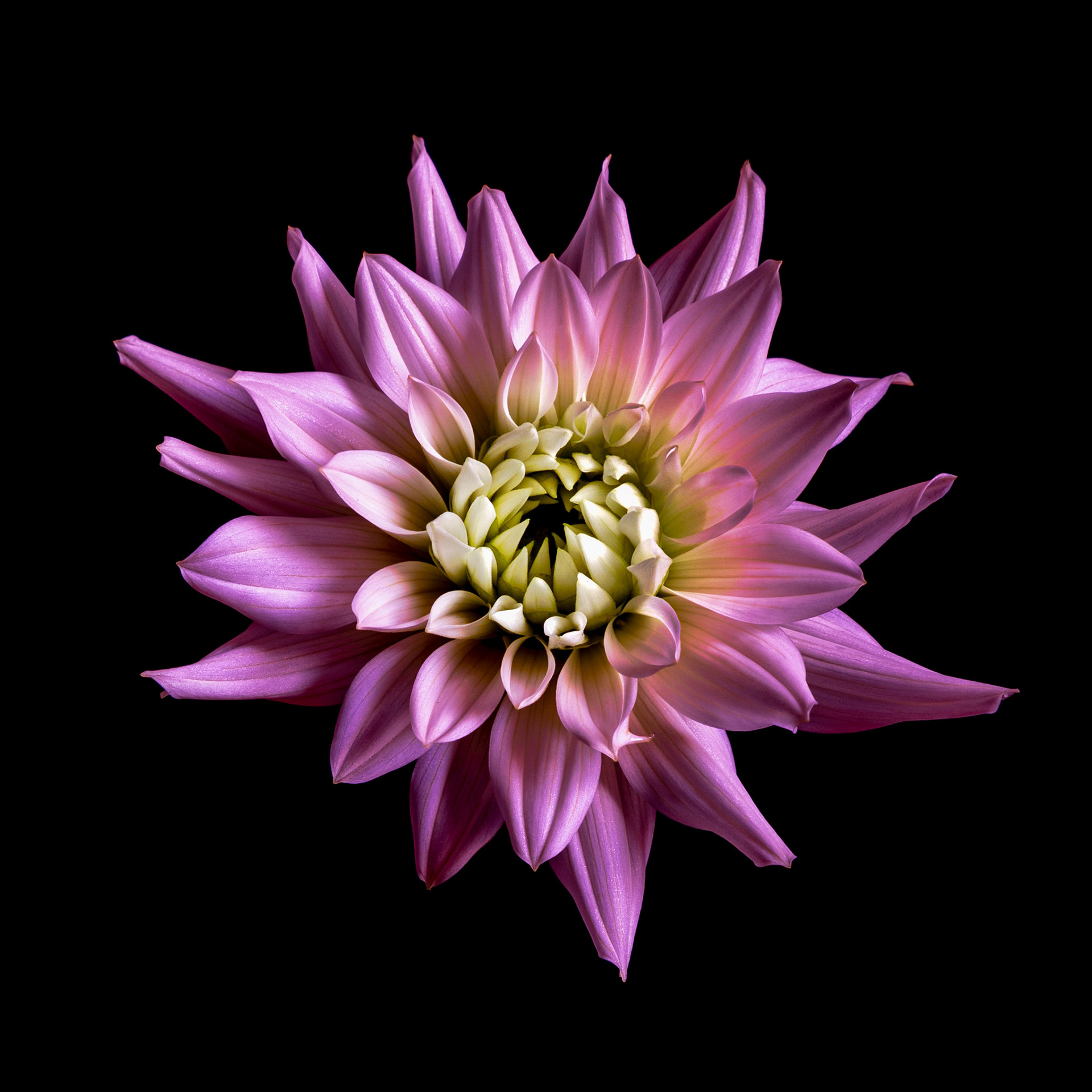 Dahlia