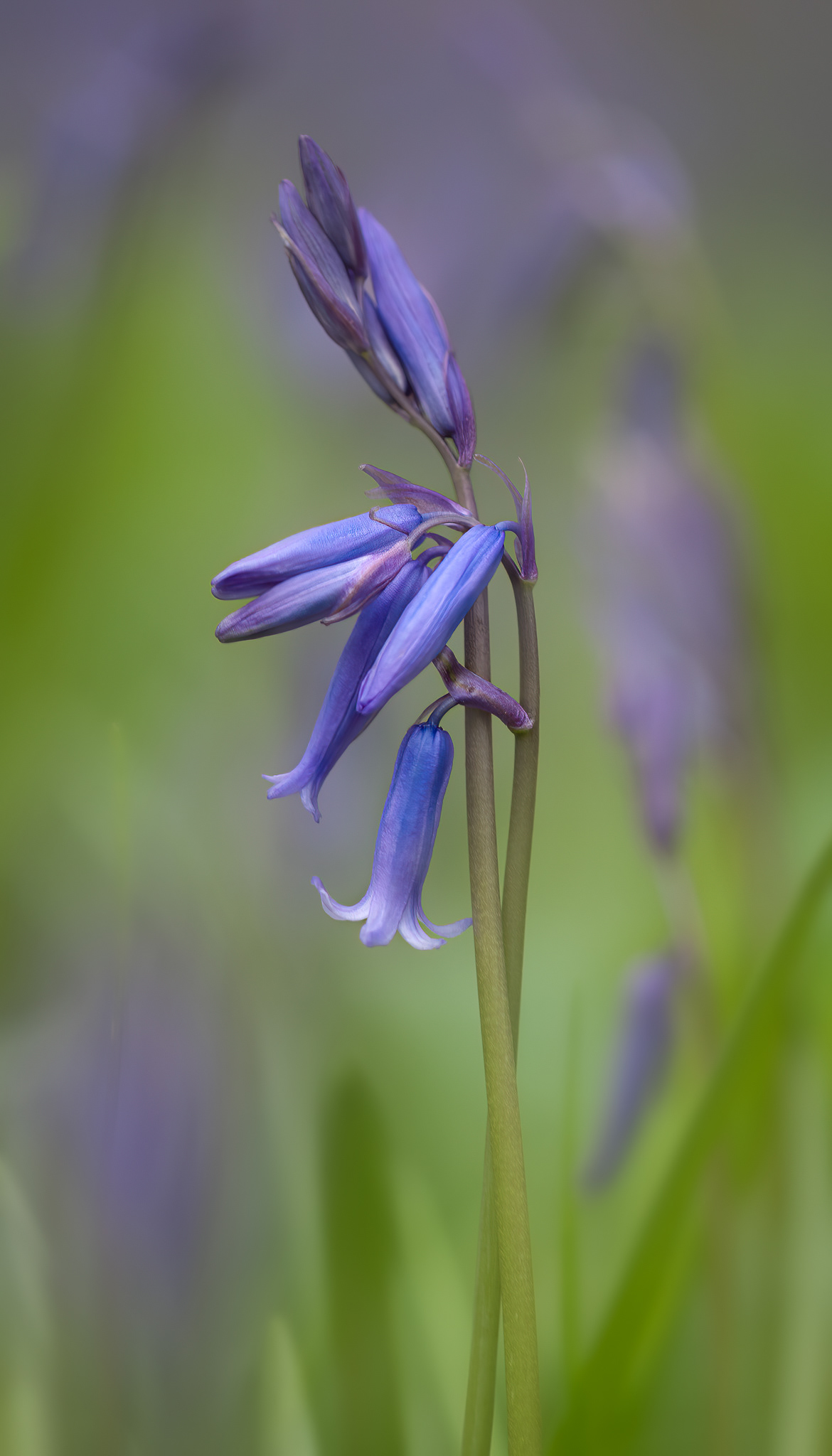 English Bluebells
