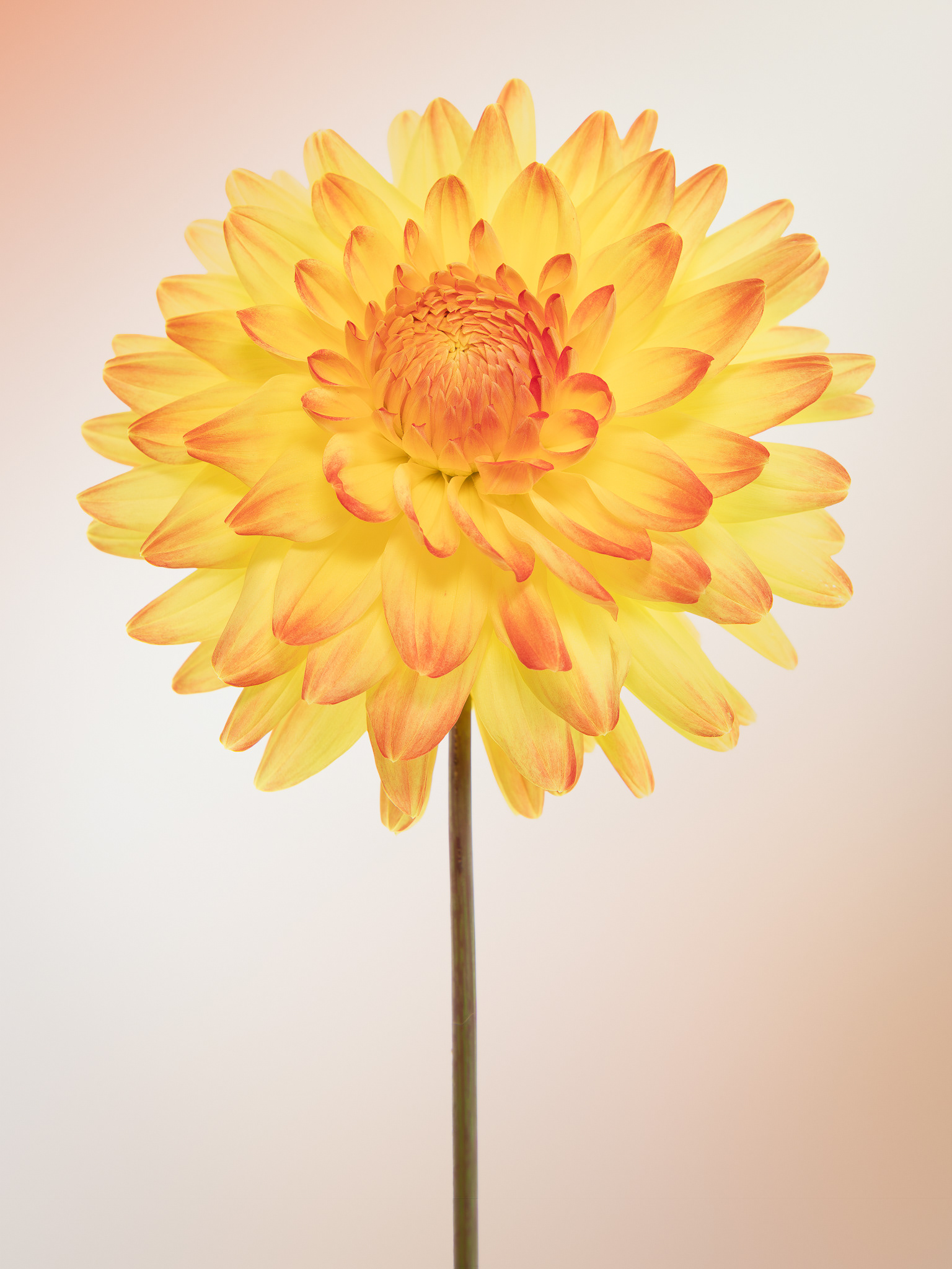 Dahlia