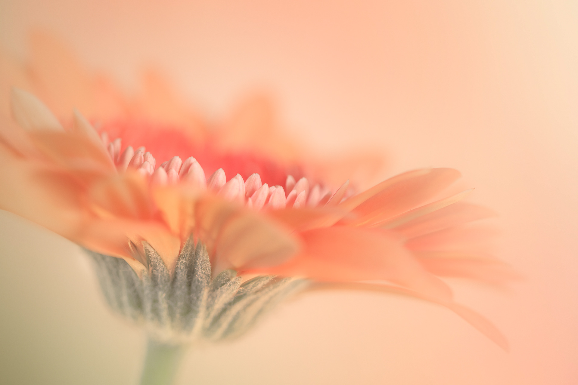 Gerbera