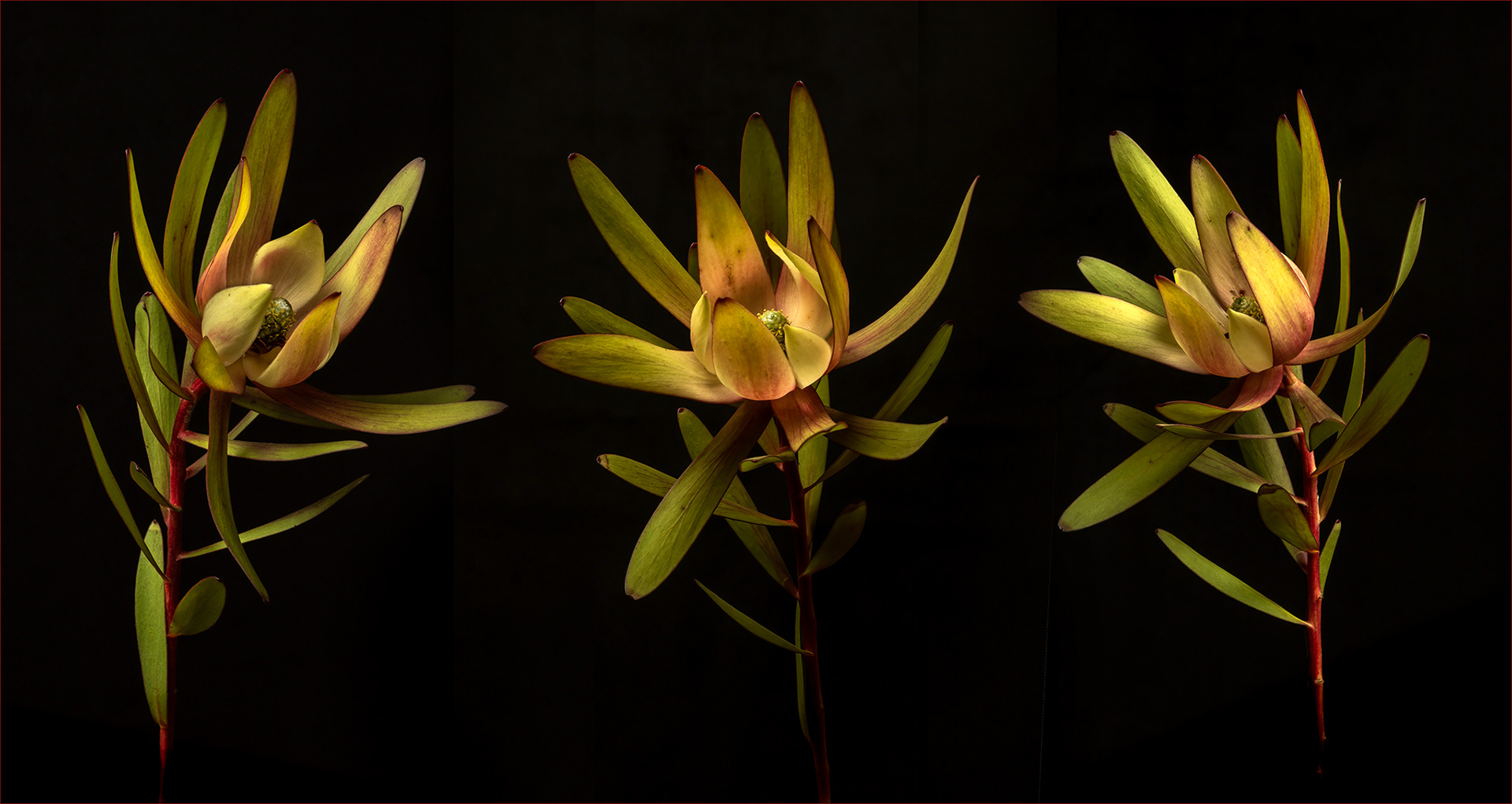 Leucadendron