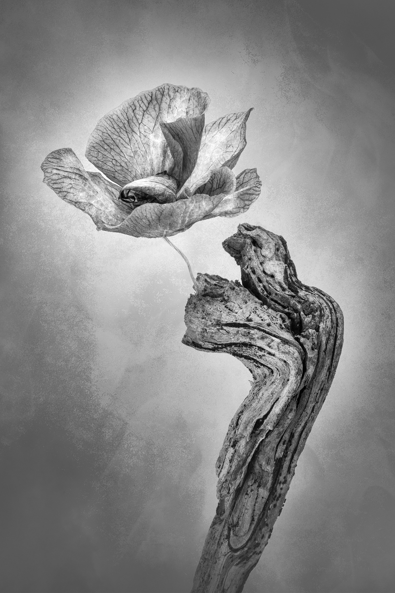Strange bloom