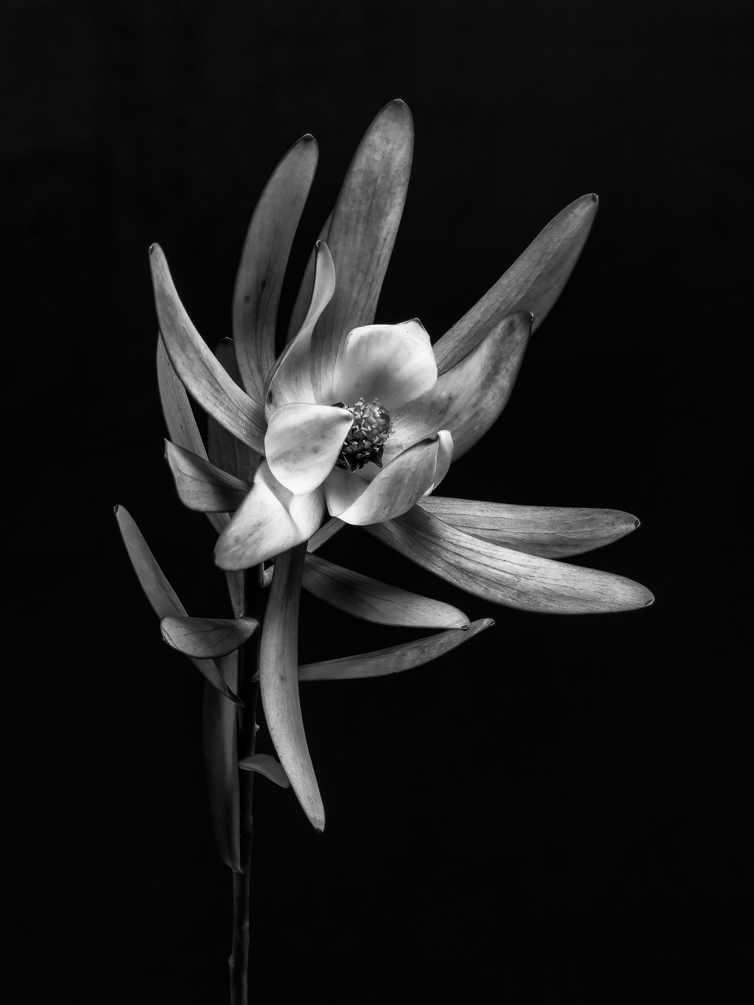 Leucadendron
