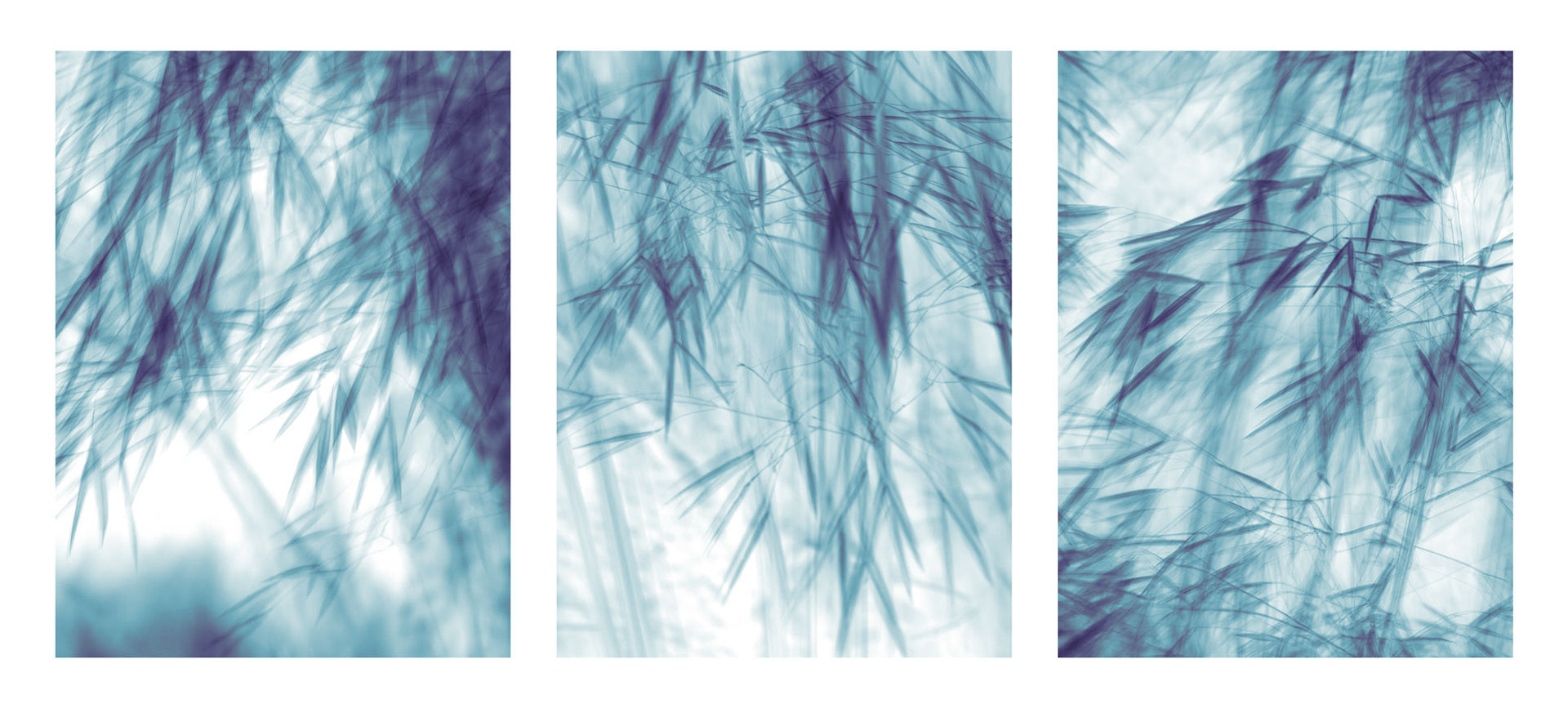 Ornamental grass