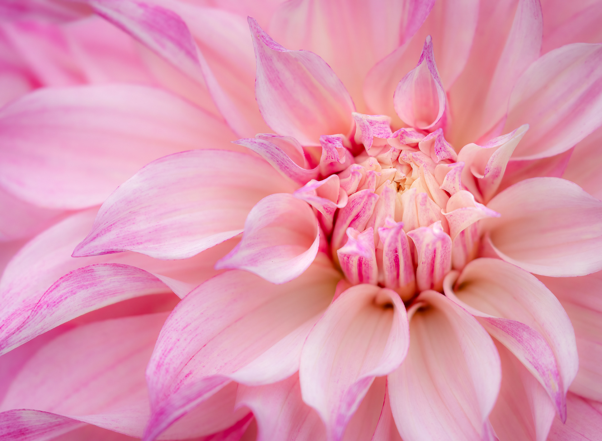 Dahlia