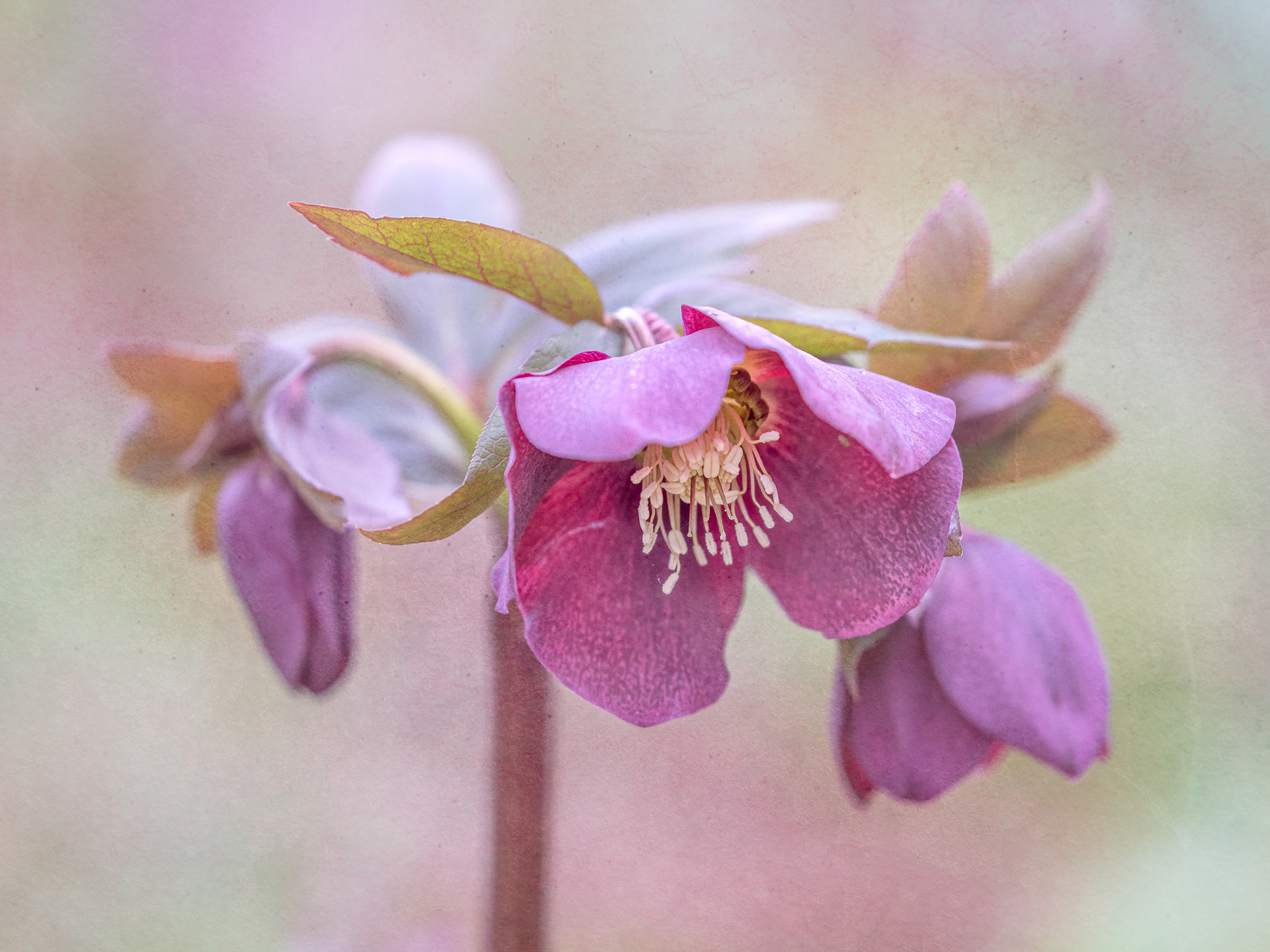 Hellebore
