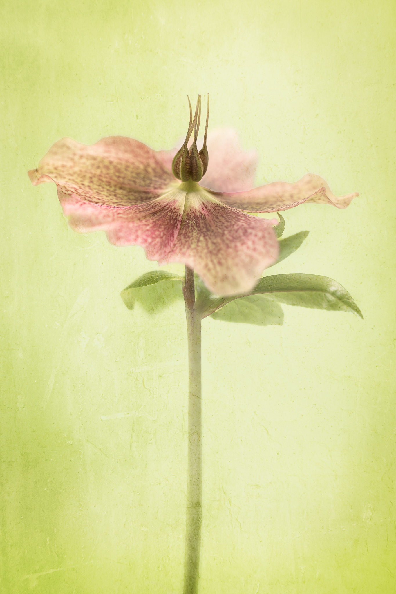 Hellebore