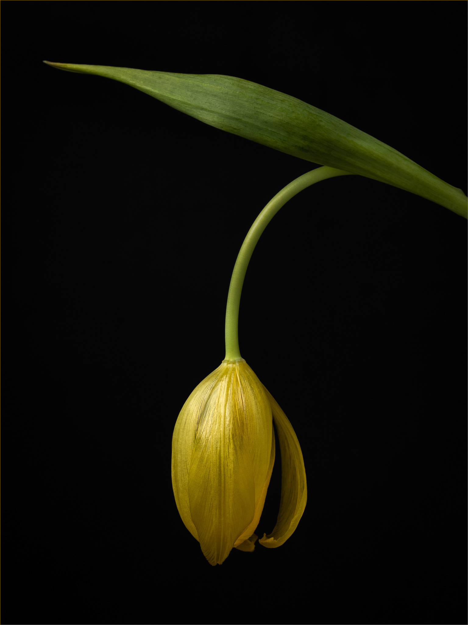 Tulip